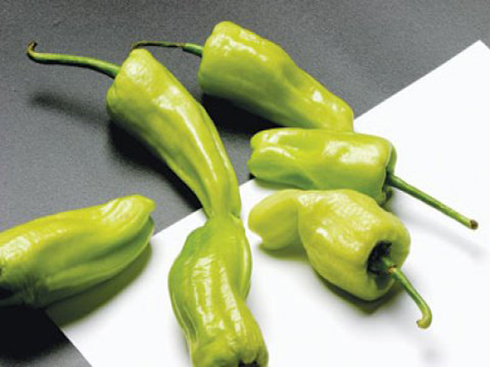 เมล็ดพันธุ์ พริกหนุ่ม