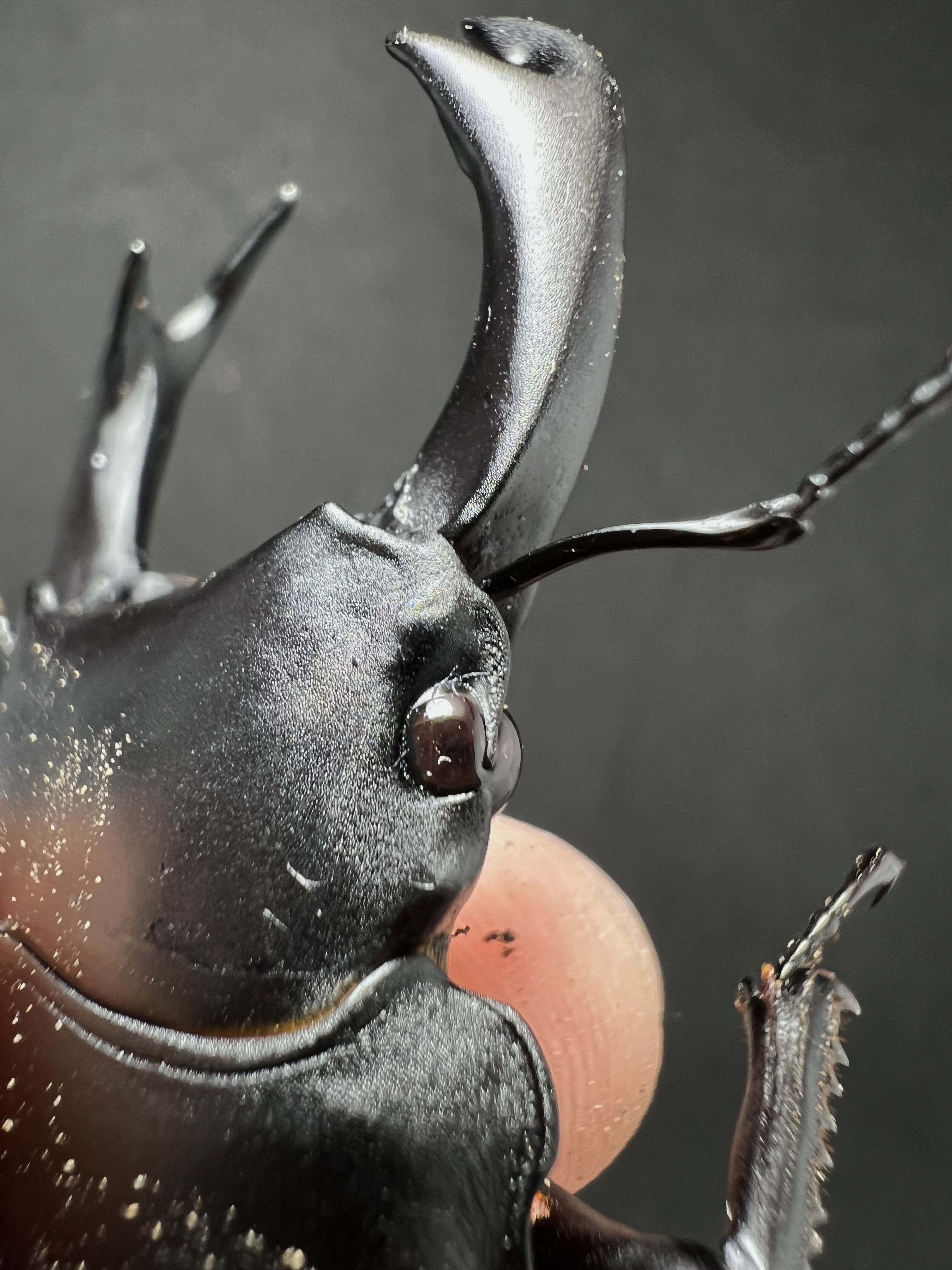 Dorcus hopei binodulosus 73mm.