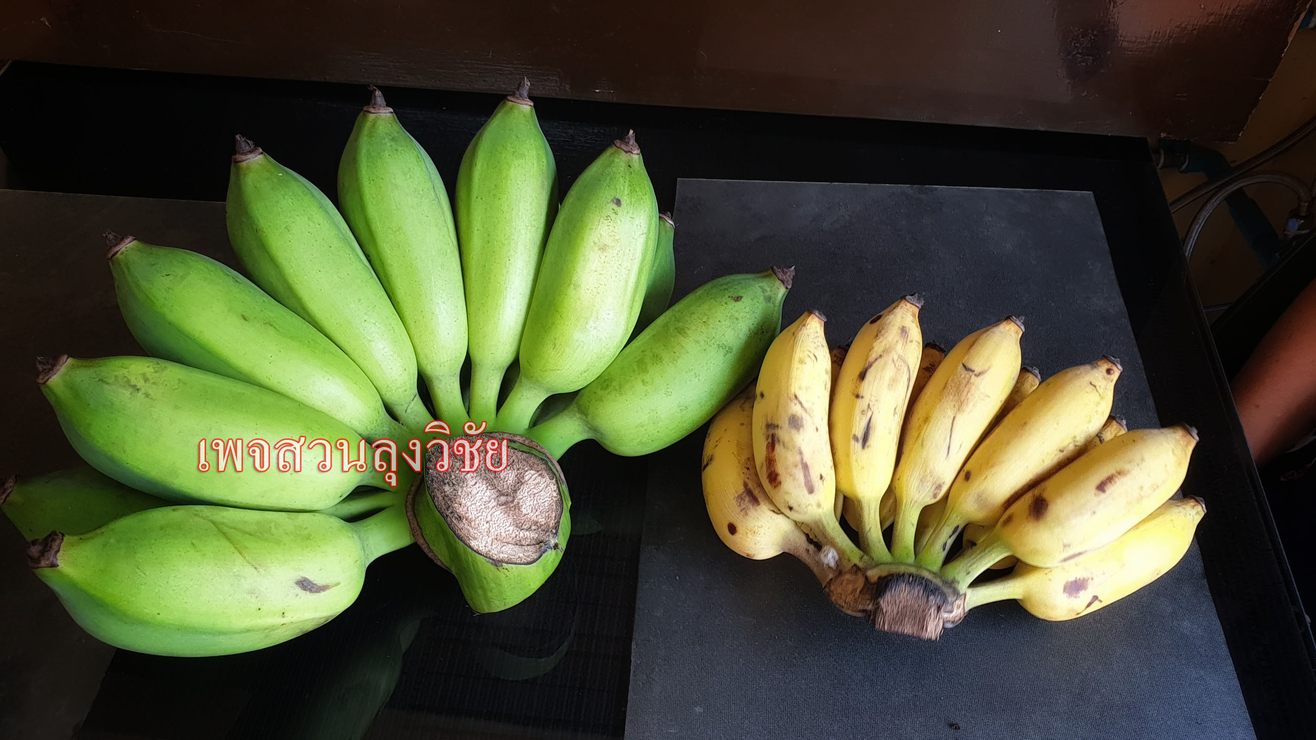 หน่อกล้วยน้ำหว้าทะลิอ่องยักษ์โบราณ 4 หน่อ ส่งฟรีทั่วไทย