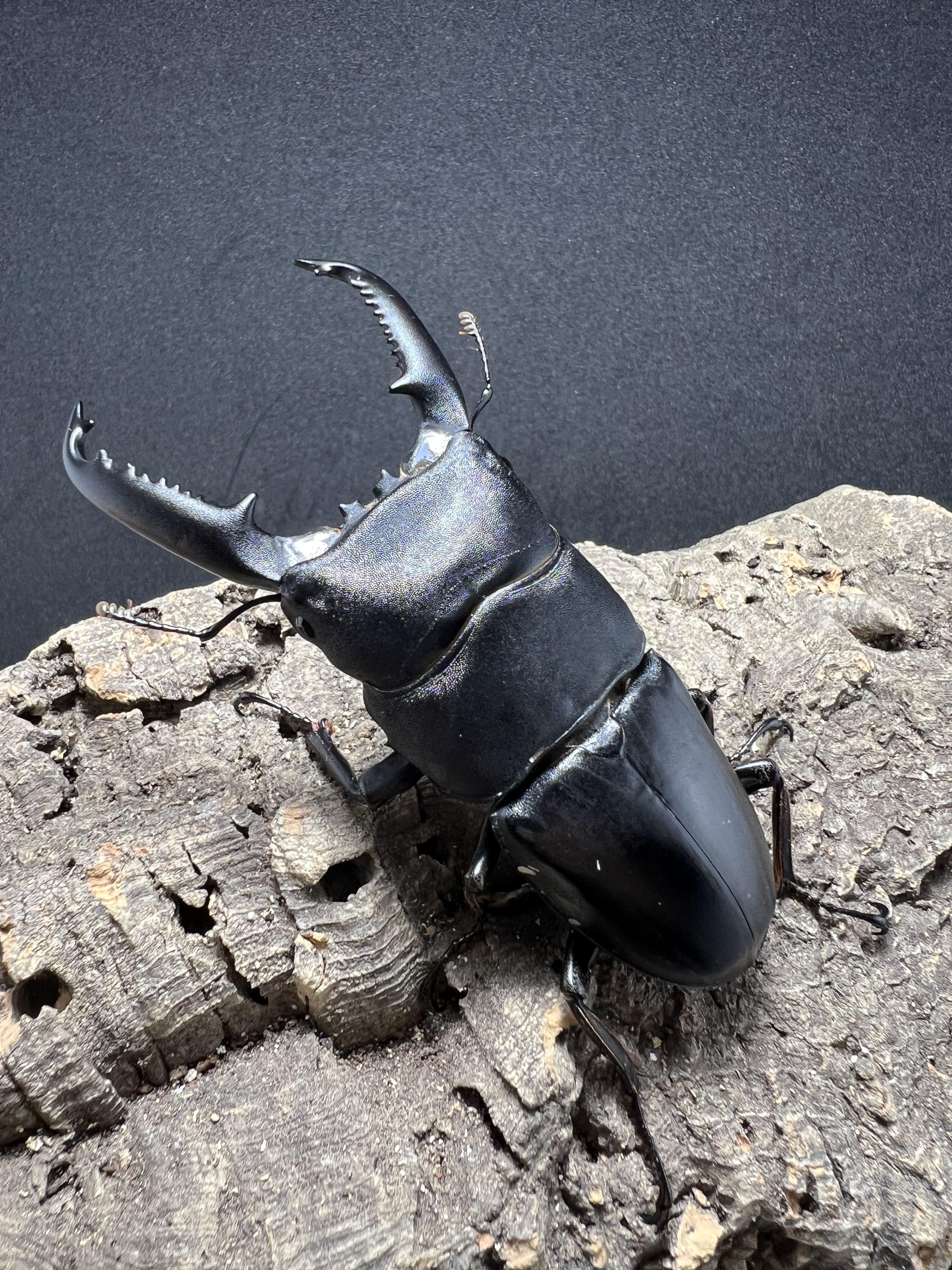 Dorcus titanus palawanicus 86mm.