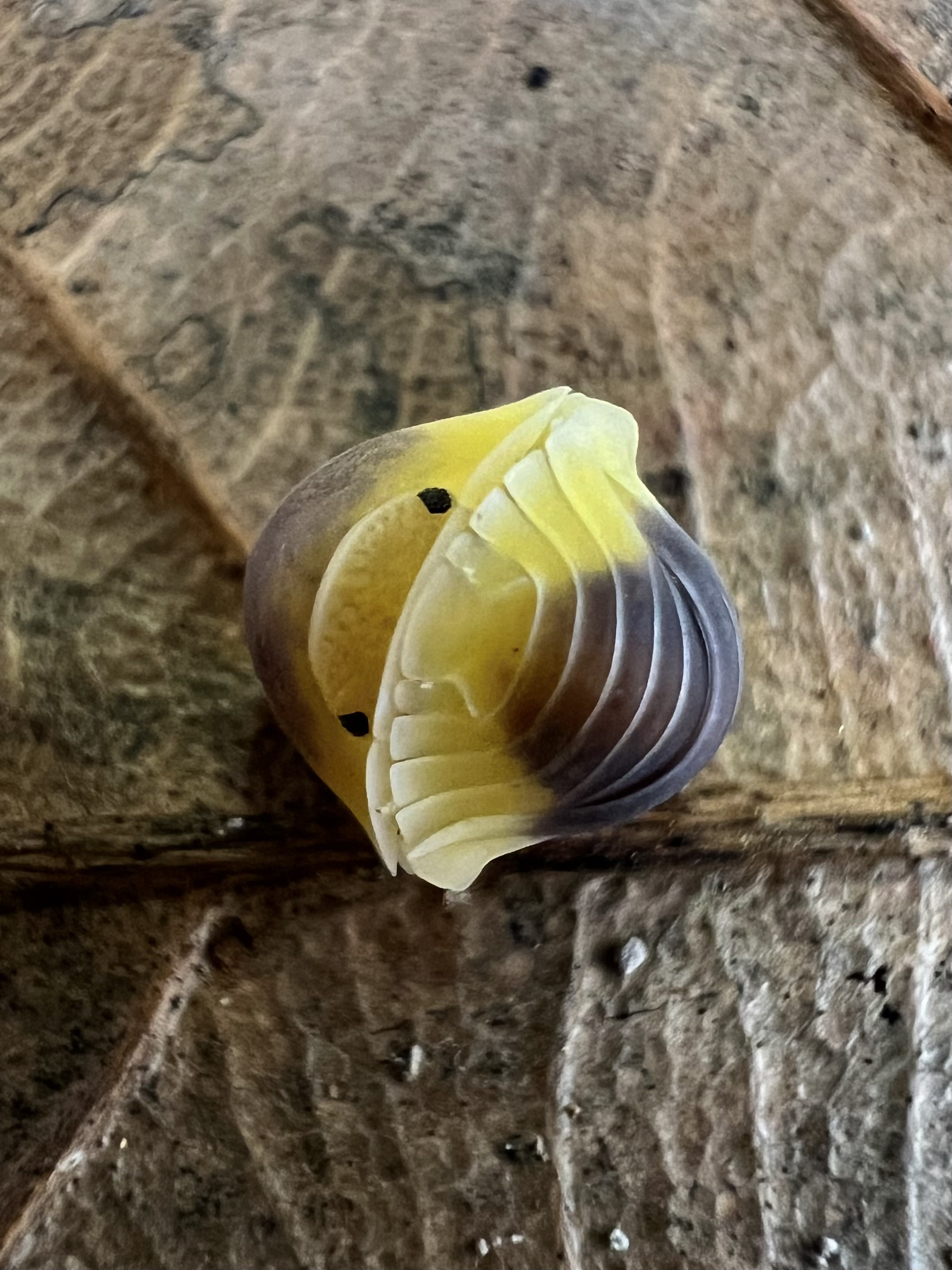 Cubaris sp. lemon blue 5 each