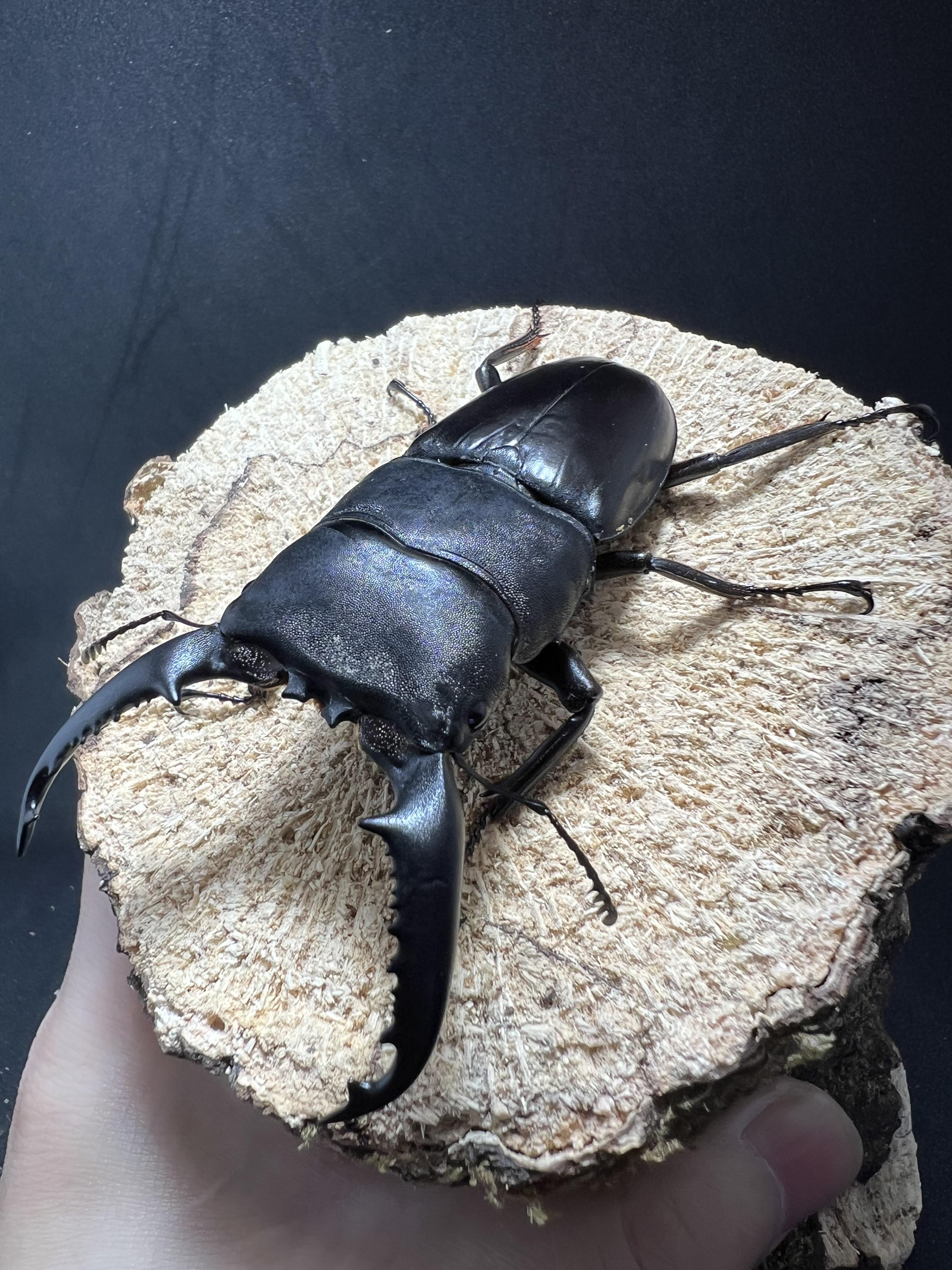 Dorcus titanus palawanicus 83 mm.