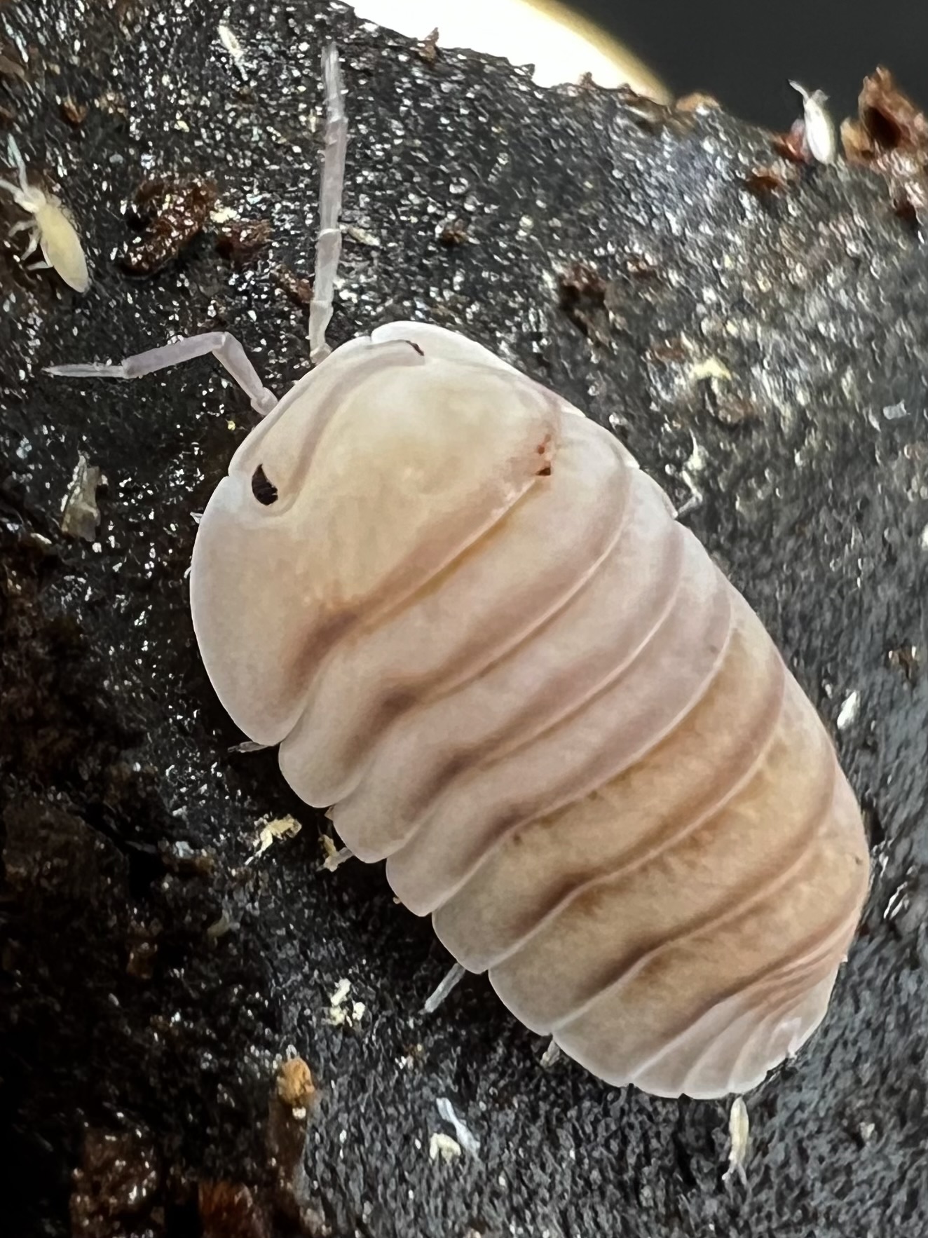 Cubaris sp. caramel cream 5 each