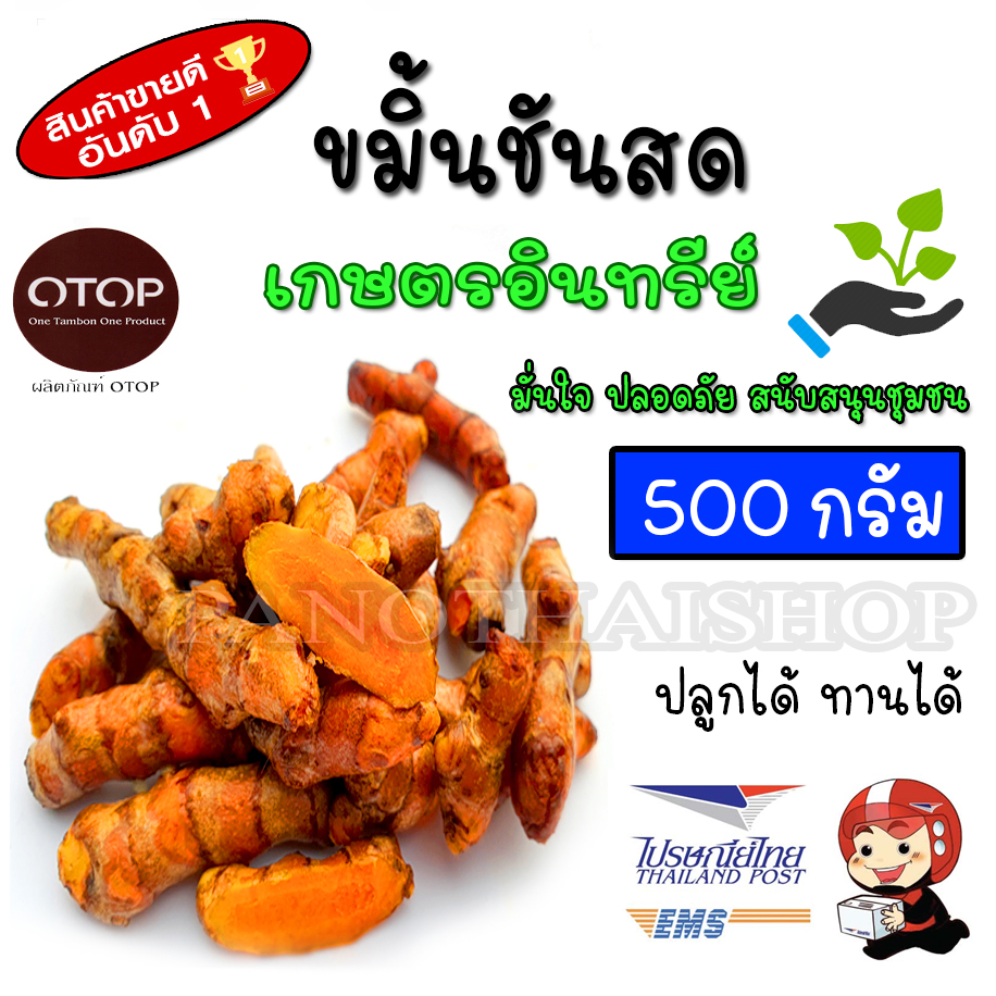 ขมิ้นชันสดปลูกแบบอินทรีย์ ปลูกได้ ทานได้ ขนาด 500 กรัม