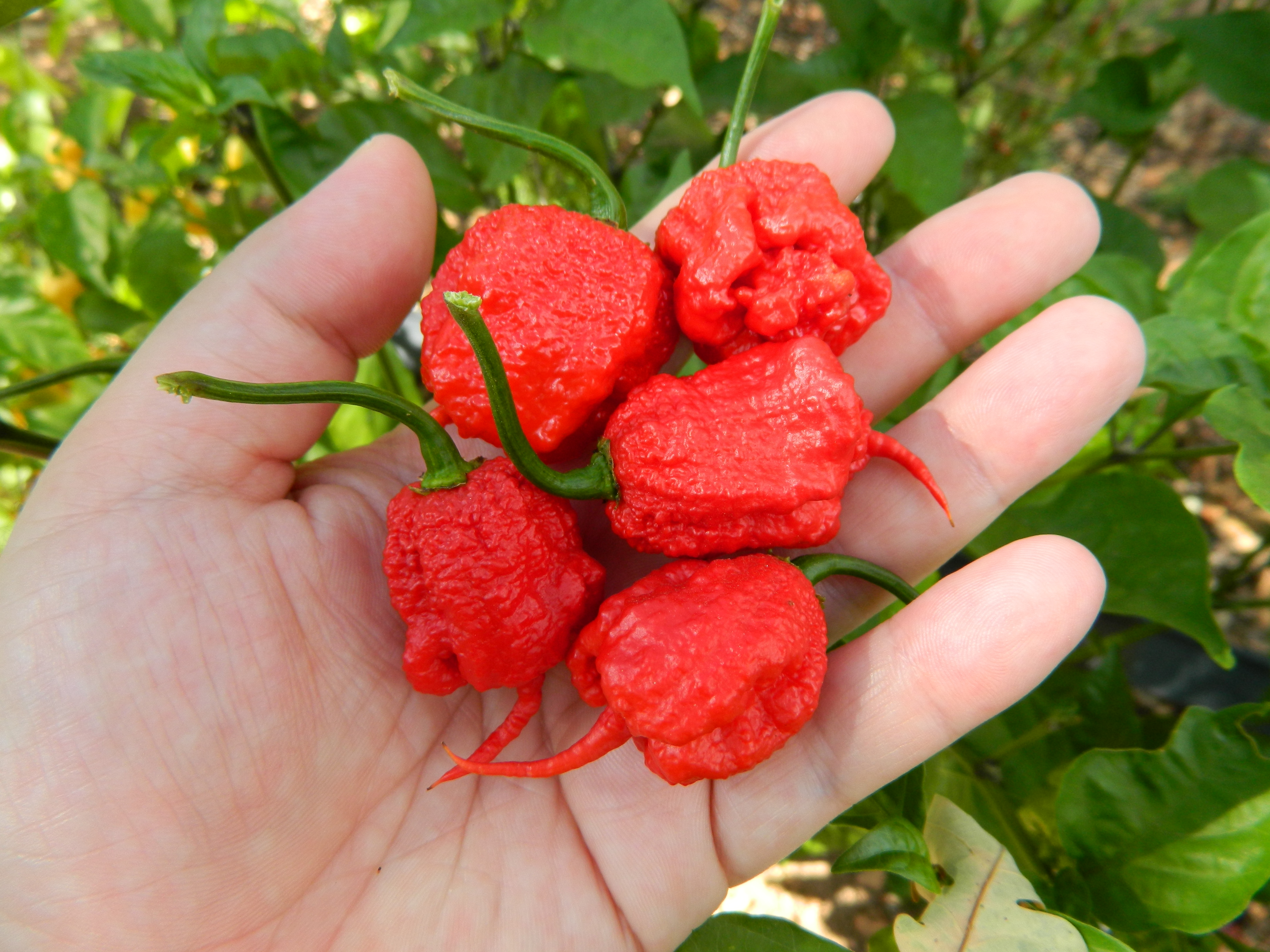 พริกแคโรไลนา รีพเปอร์