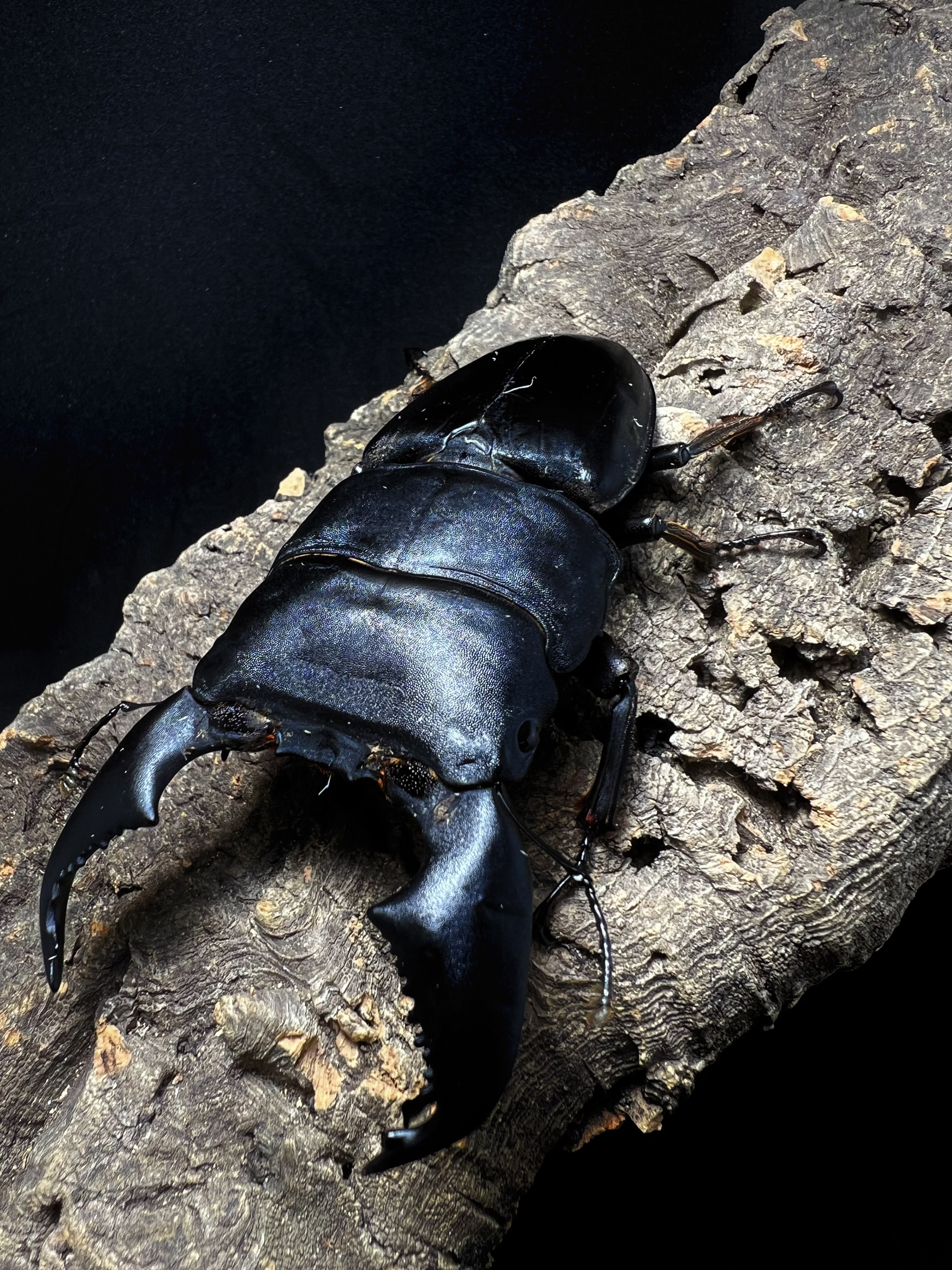 Dorcus titanus yasuokai 95mm.