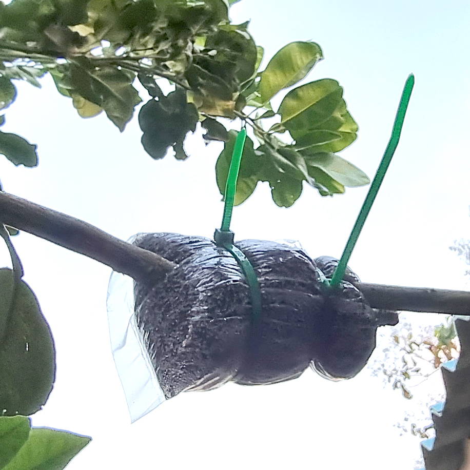 ตุ้มตอนกิ่ง ตอนกิ่ง ตุ้มตอนต้นไม้ ขุยมะพร้าวผสมน้ำเร่งรากอย่างดีและน้ำส้มควันไม้ ฟรีสายรัด 2 เส้นทุกตุ้ม ใช้งานได้ทันที