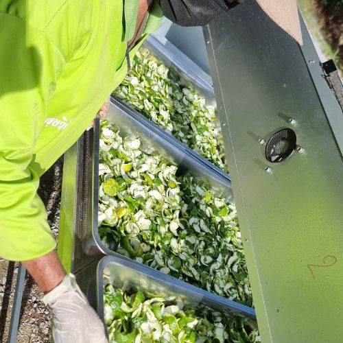 ผิวมะกรูด Dried Kaffir Lime ผิวมะกรูดแห้ง เปลือกมะกรูด มะกรูด อบใหม่ จาก OTOP ออกใบกำกับได้ ขนาด 500 กรัม