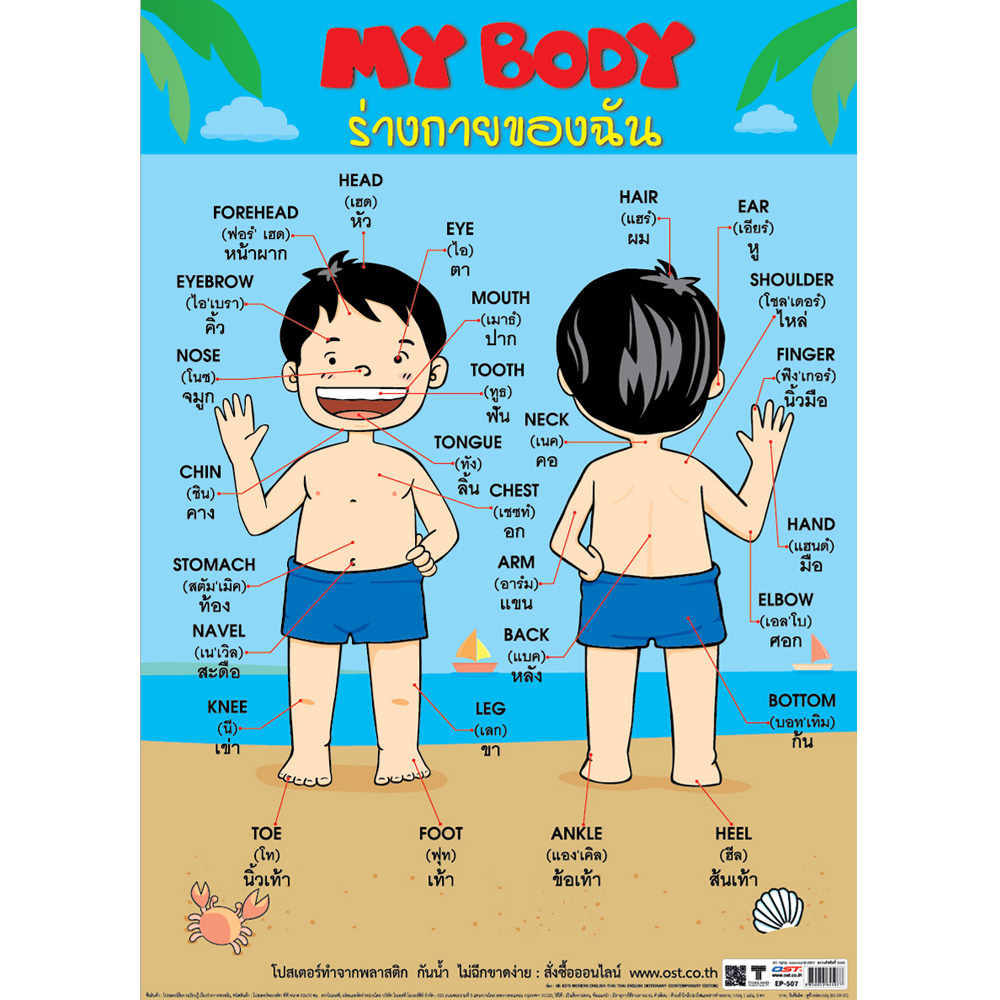 โปสเตอร์ความรู้ My Body-ชาย ร่างกายของฉัน EP-507