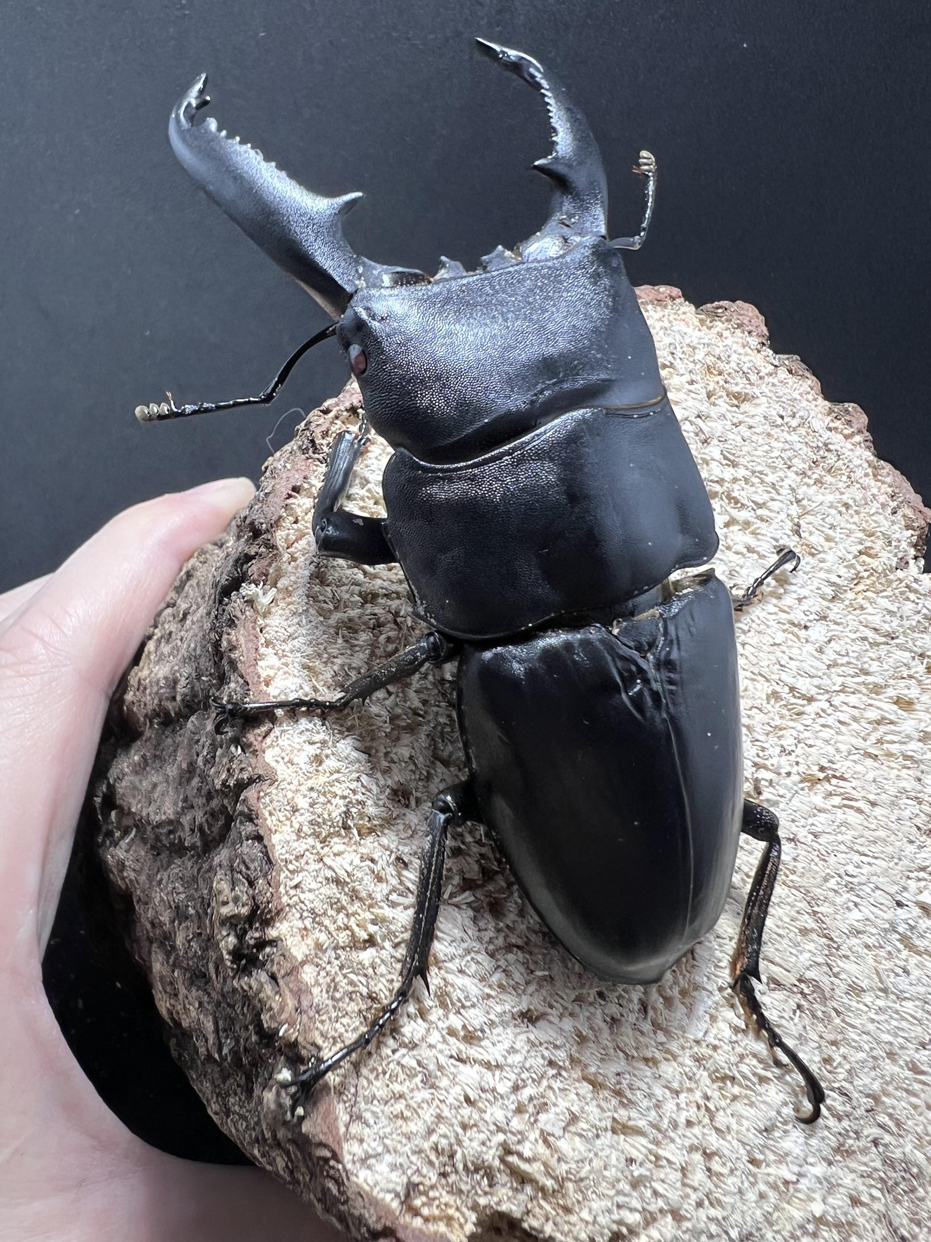 Dorcus titanus palawanicus 93mm.