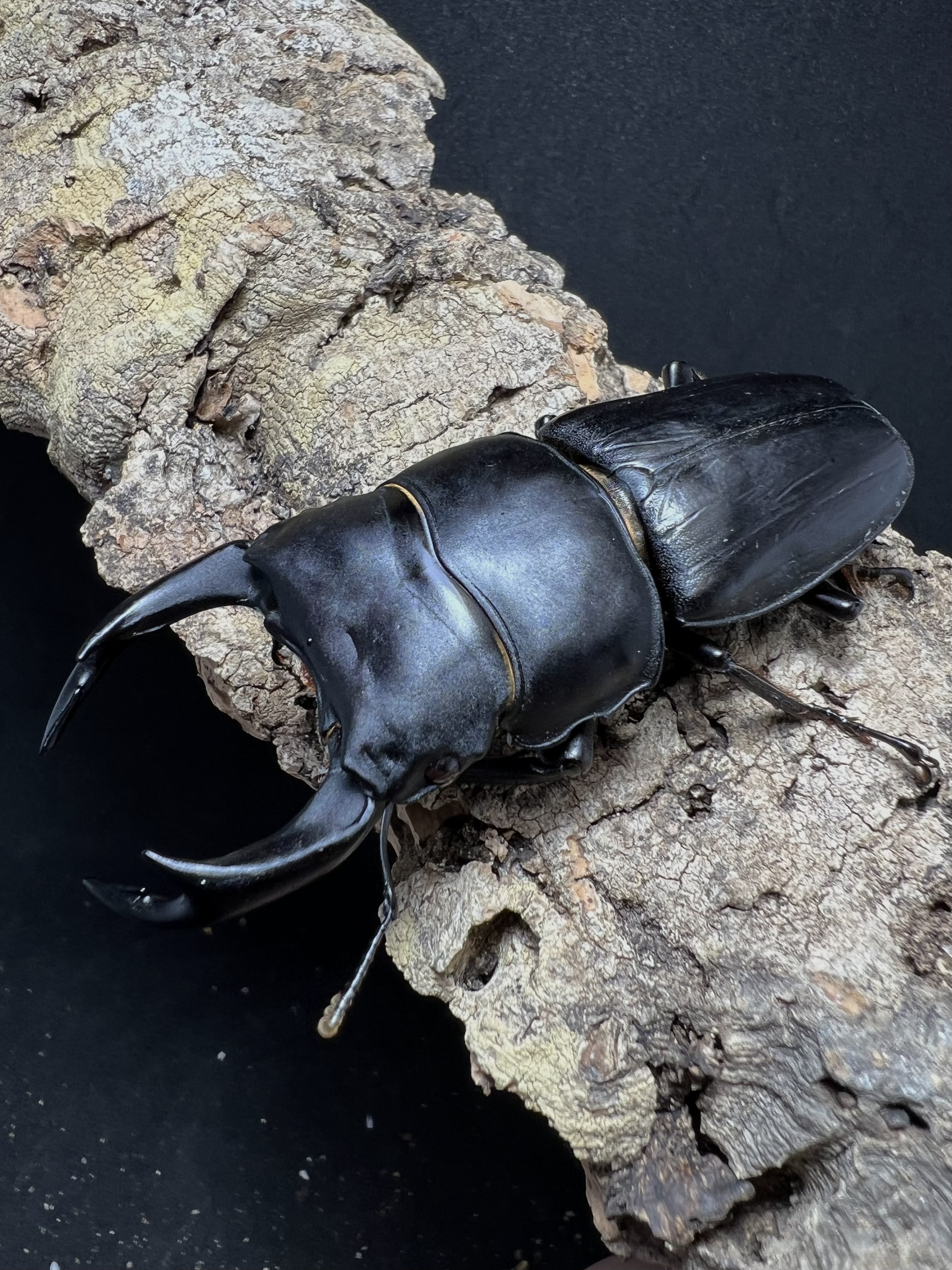Dorcus hopei binodulosus 76mm.