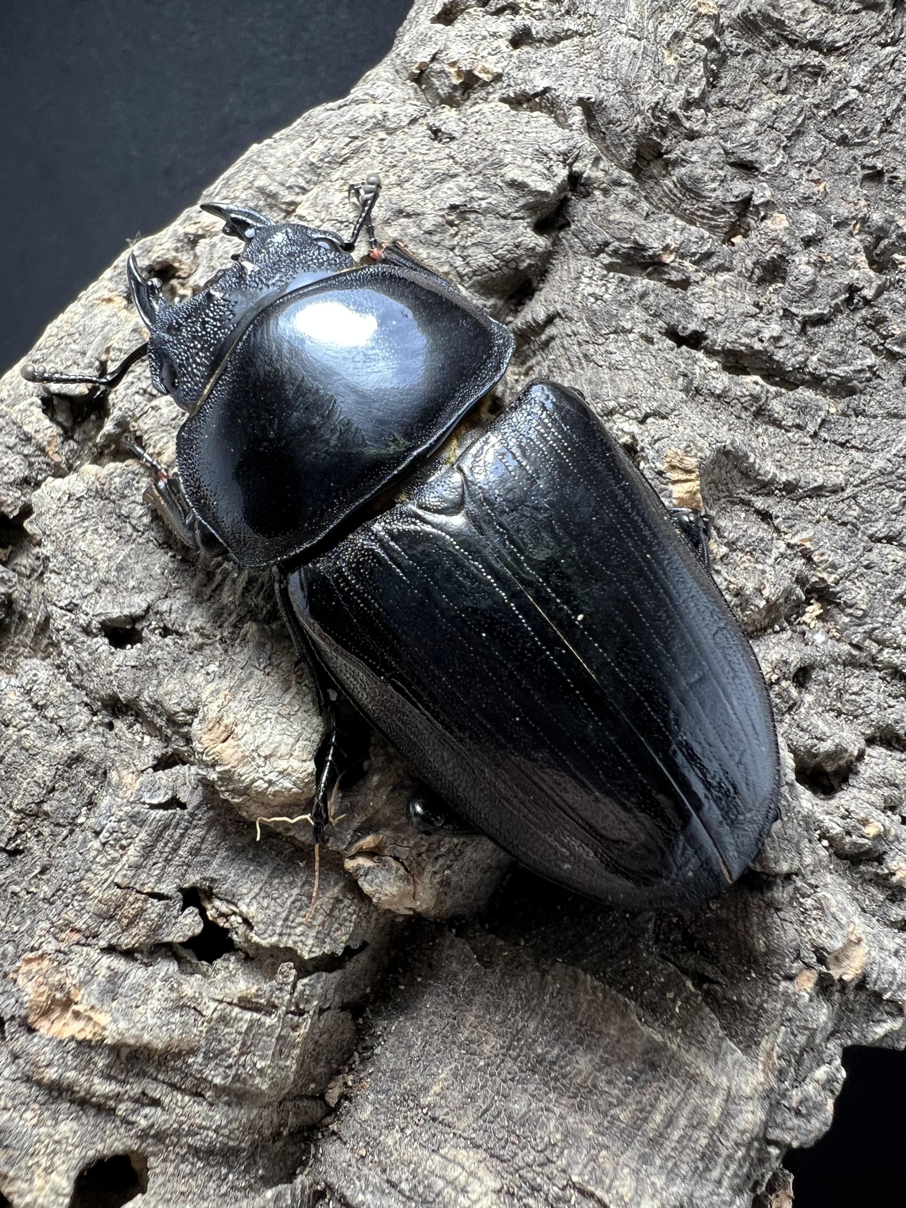 Dorcus hopei binodulosus 55mm.