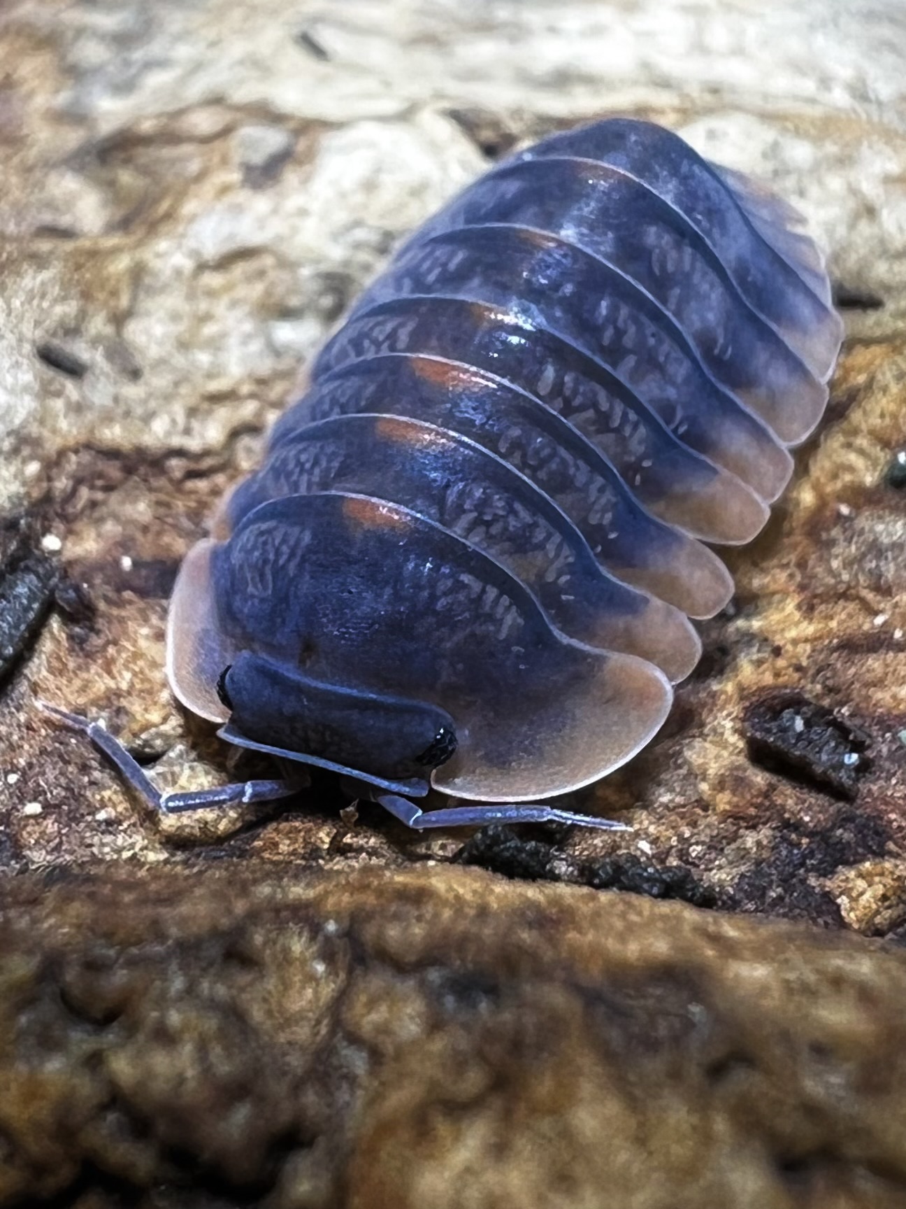 Cubaris sp. hong tiger 5 each