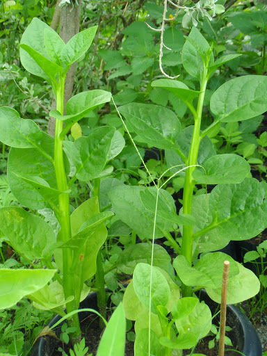 เมล็ดพันธุ์ ผักปลังขาว