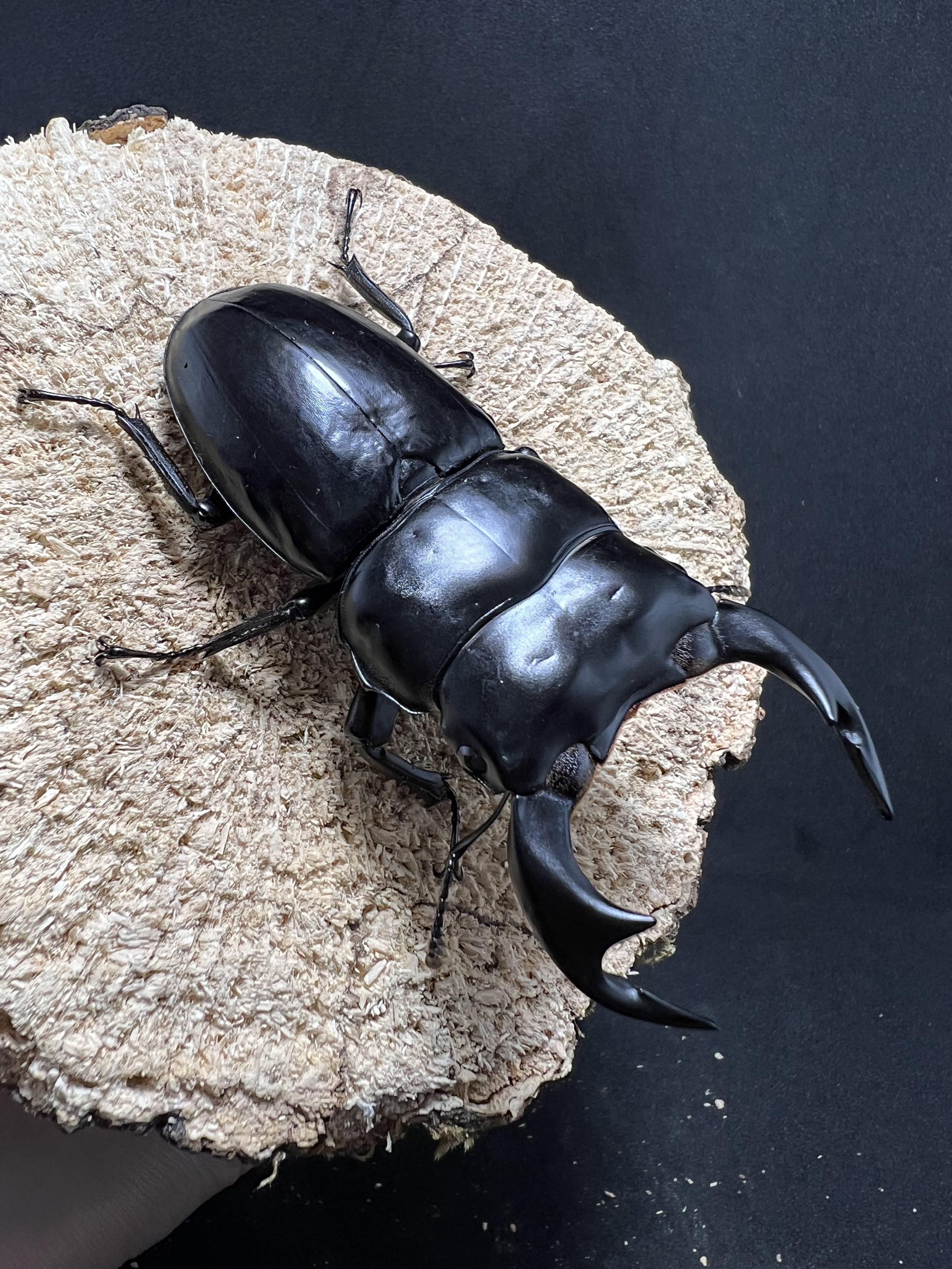 Dorcus antaeus antaeus 74x44mm.