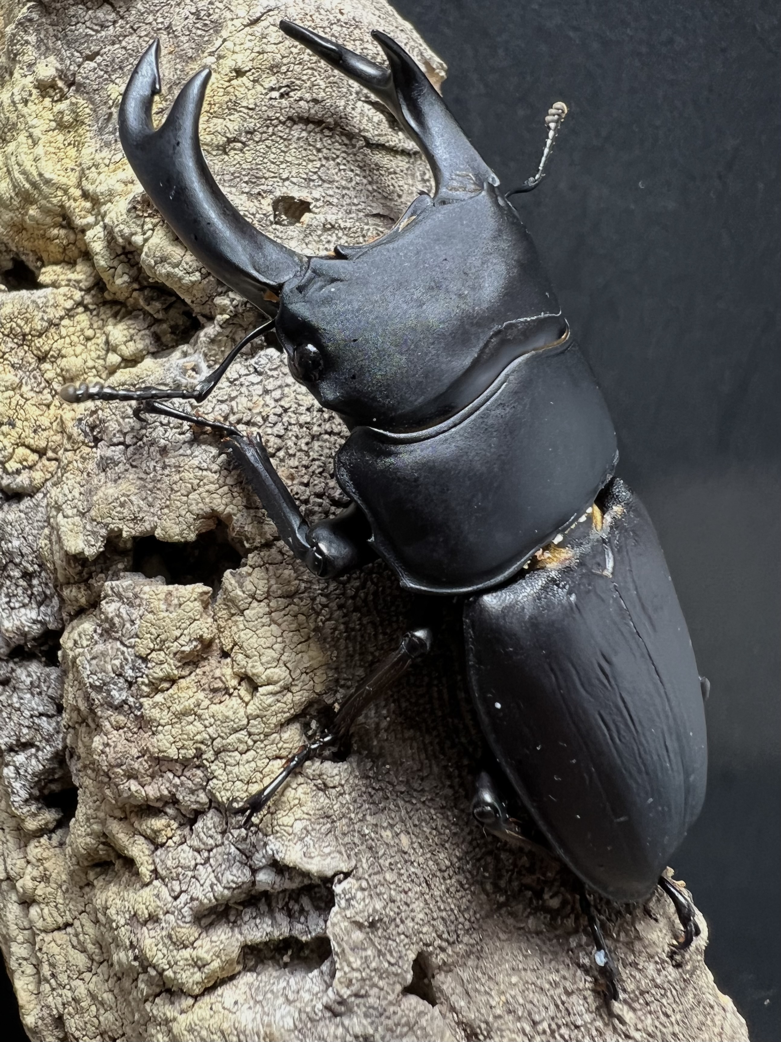 Dorcus hopei binodulosus 71mm.