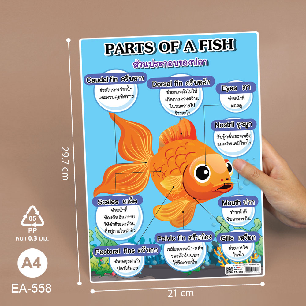 ขนาดโปสเตอร์ความรู้ ส่วนประกอบของสัตว์ ขนาด A4 EA-558 ปลา