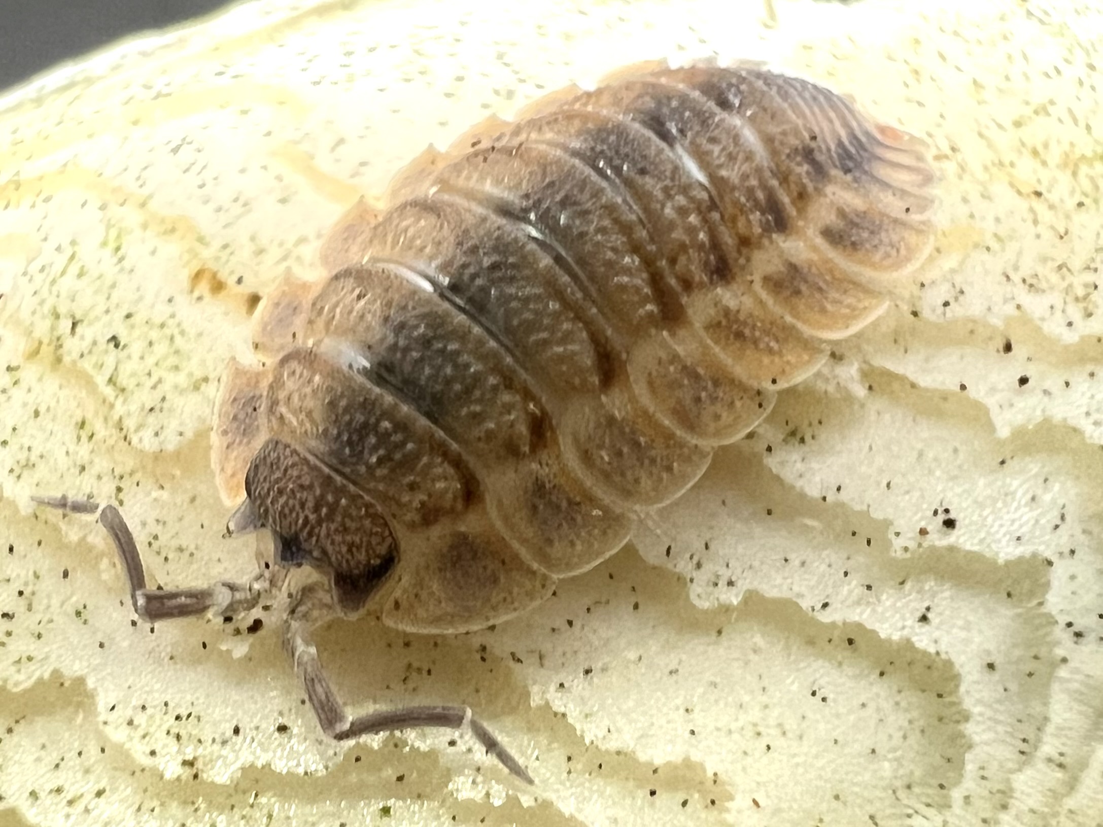 Porcellio spatulatus Coros 5 each