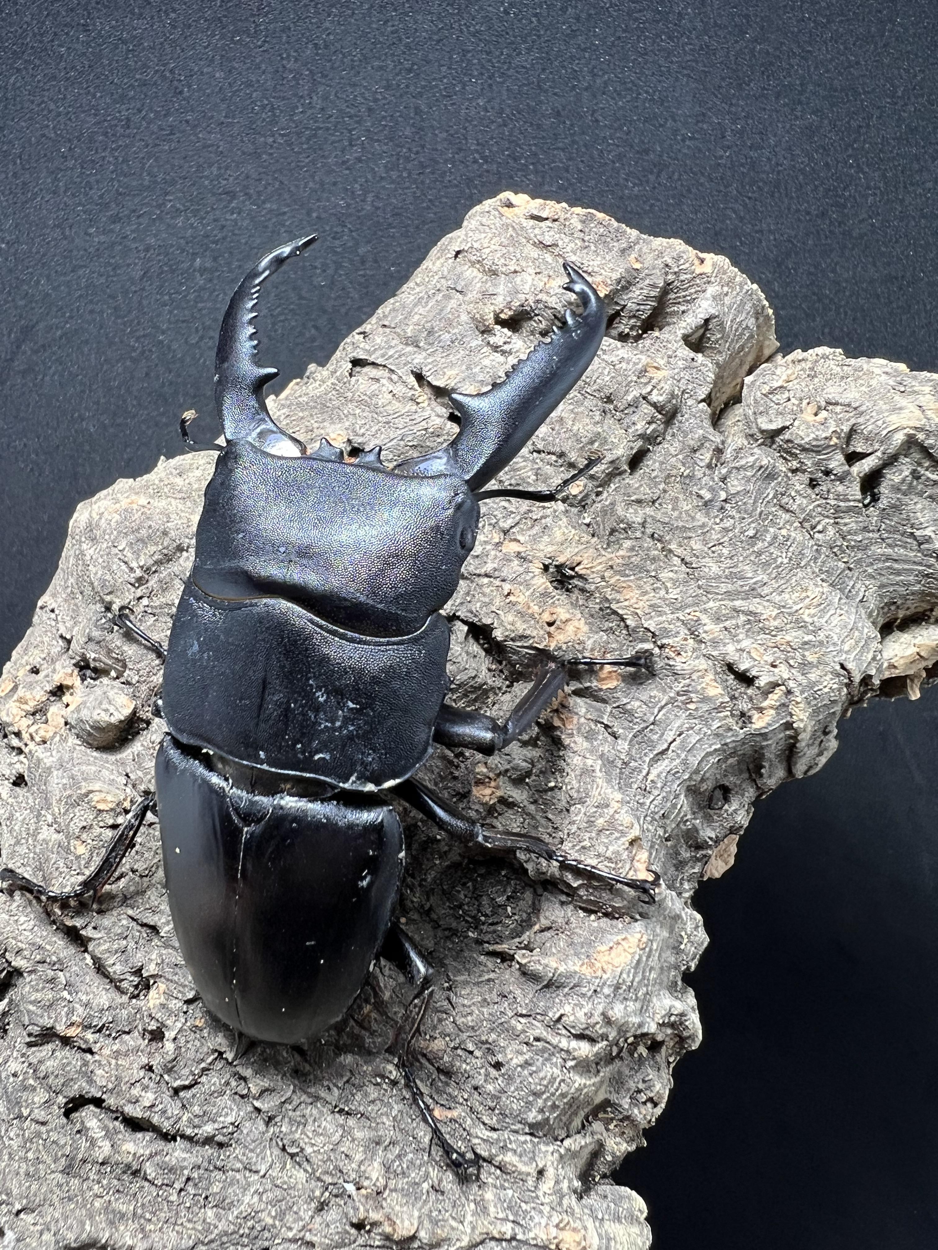 Dorcus titanus palawanicus 82mm.