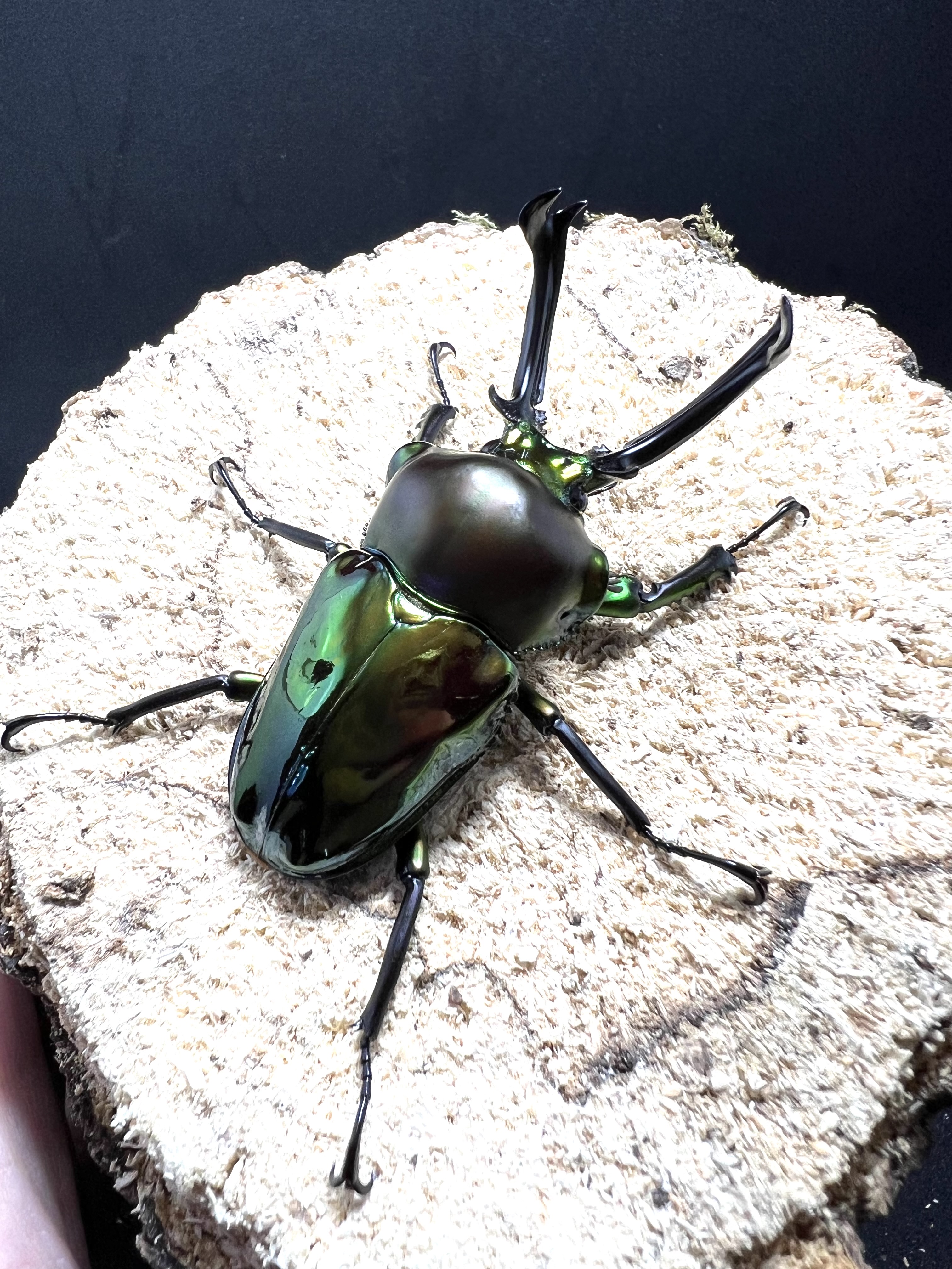 Phalacrognathus muelleri 50 mm.