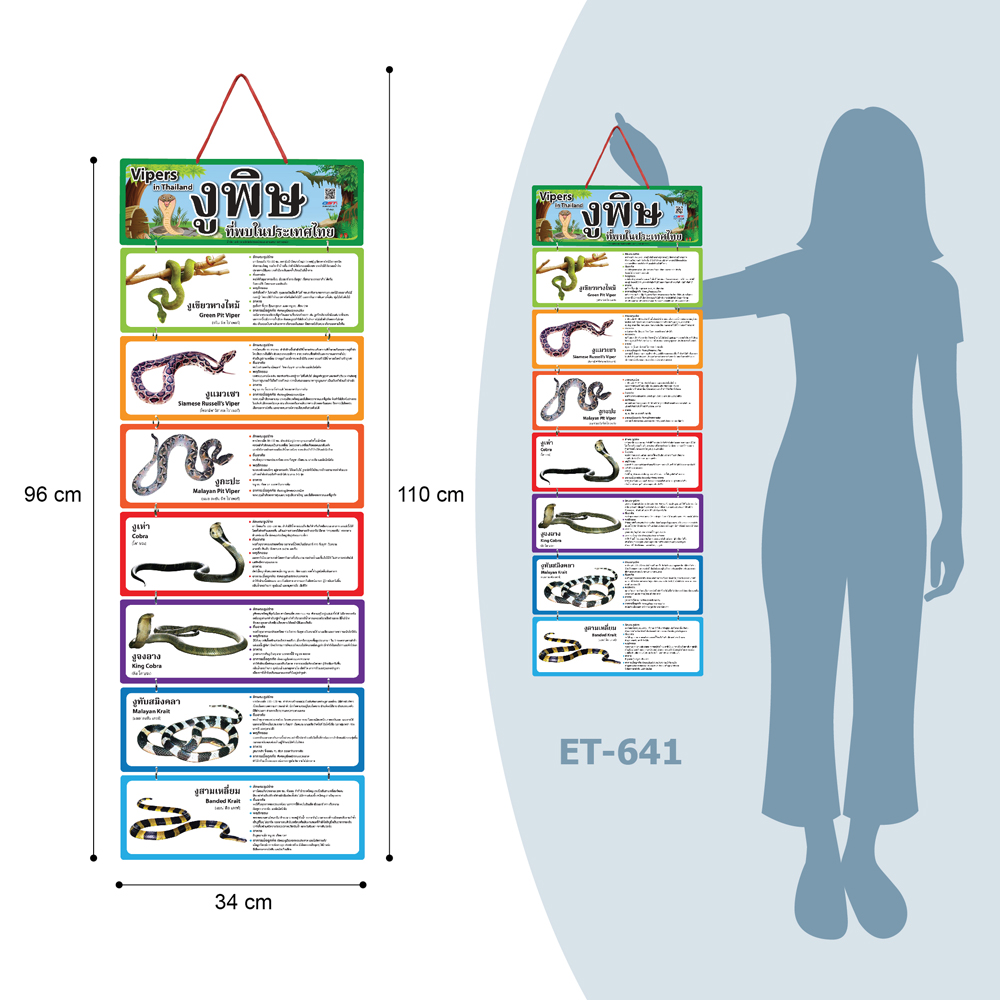 Hanging Display Flashcards Vipers in Thailand ET-641