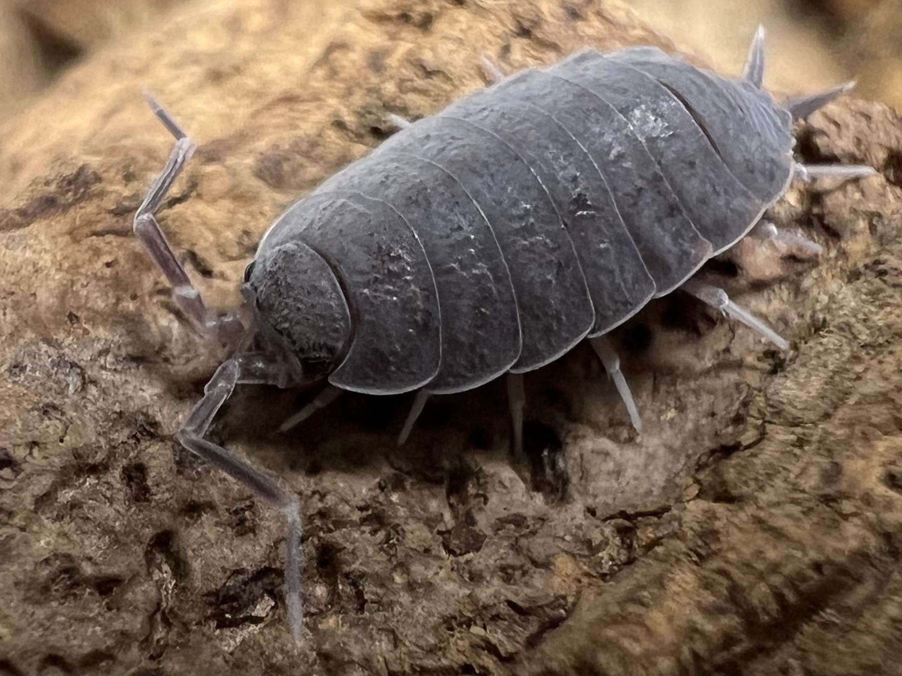 Porcellionides pruinosus "Powder blue" set 10 each