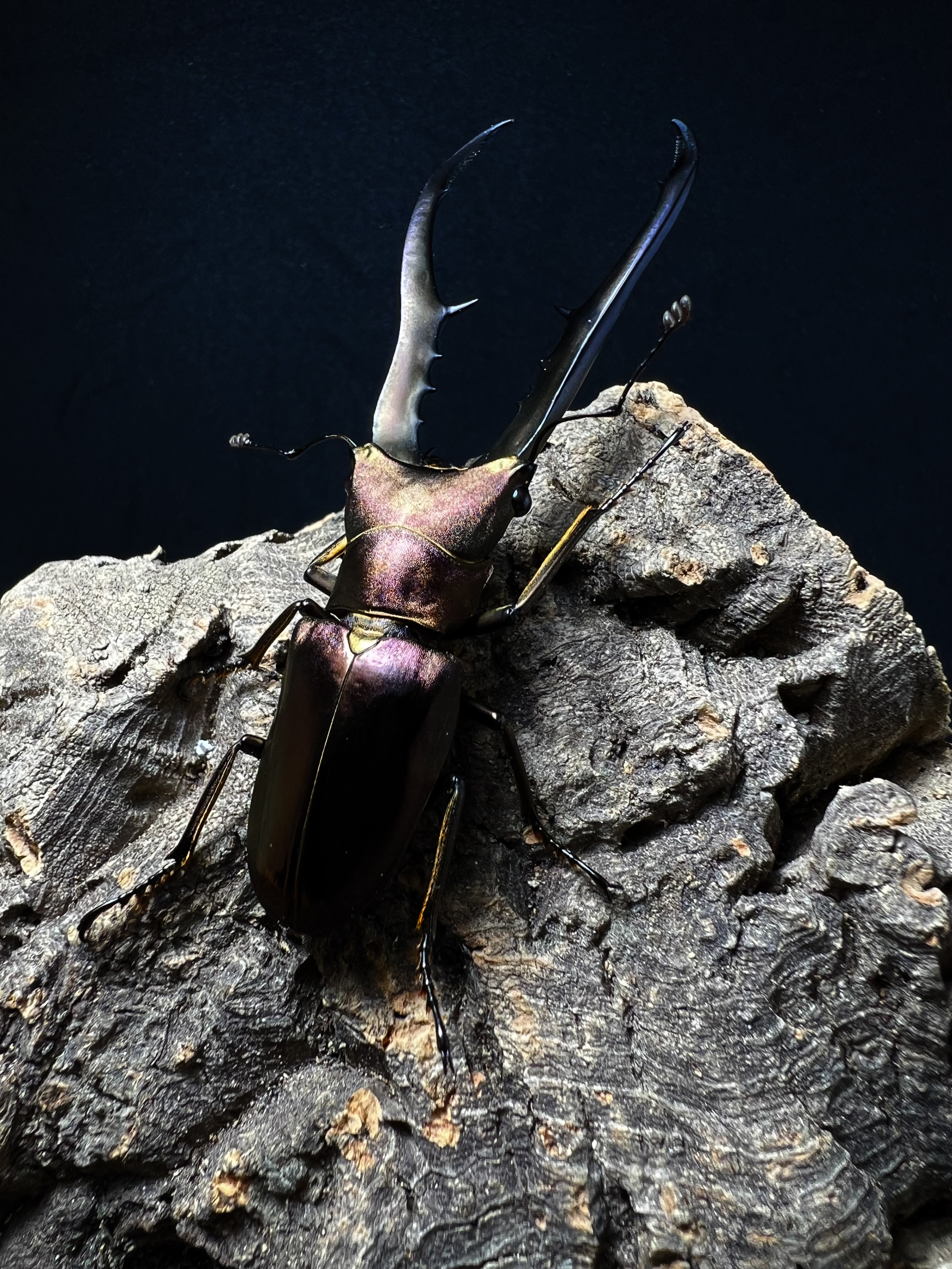 Cyclommatus metallifer 75mm.