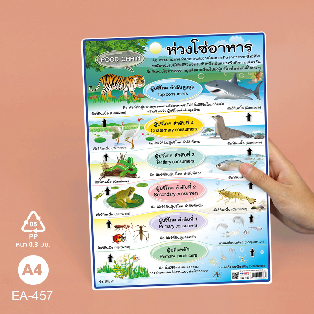 โปสเตอร์ความรู้ ป้ายนิเทศA4 ห่วงโซ่อาหาร Food Chain EA-457