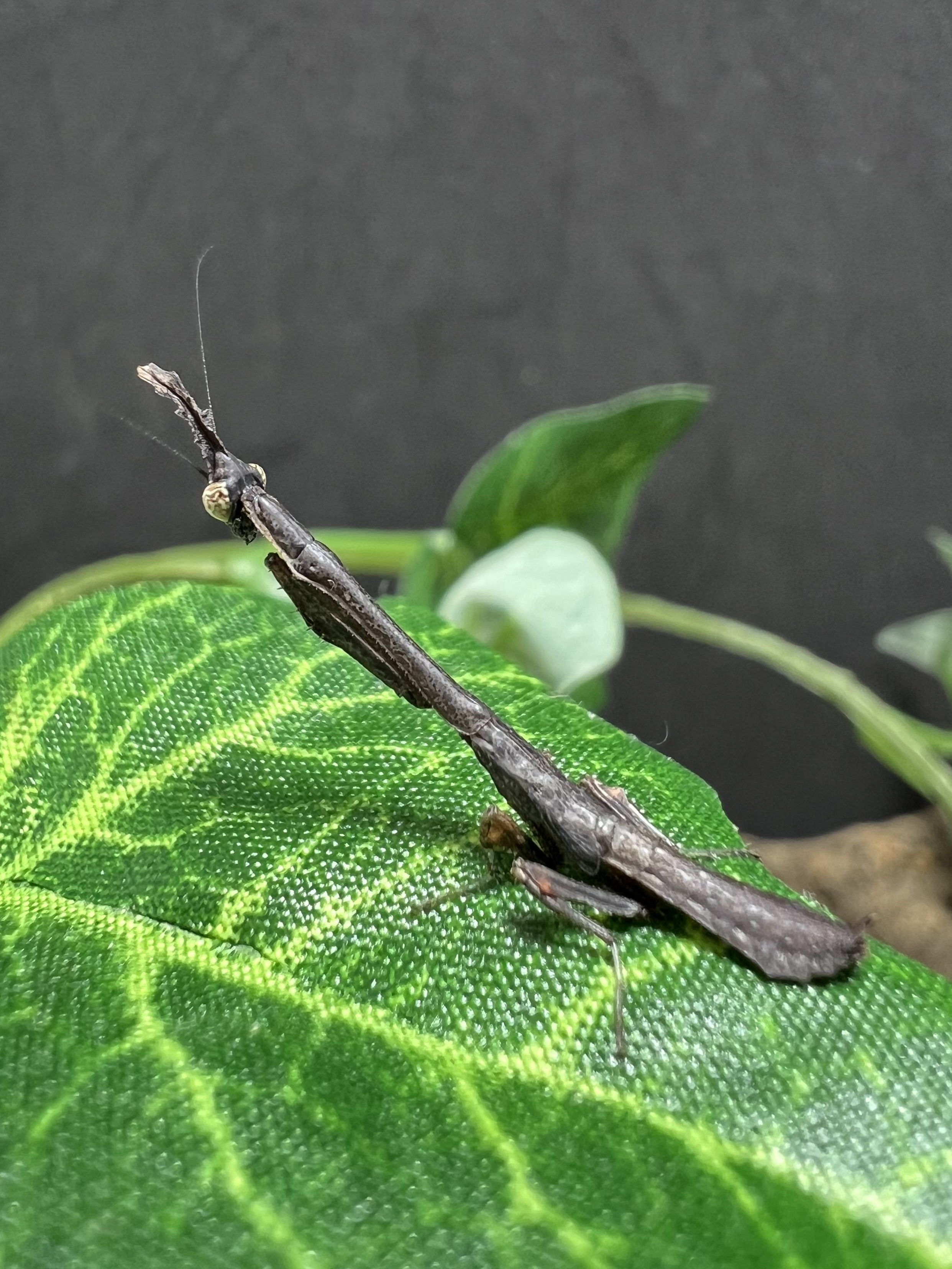 Phyllothelys sp. Lv.1~2