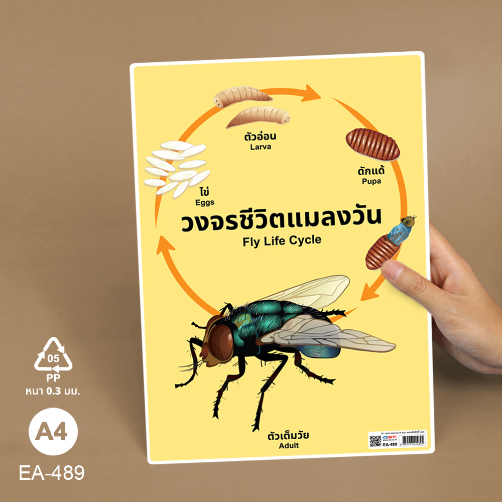 โปสเตอร์ความรู้ ชุดวงจรชีวิตสัตว์ ขนาดA4 EA-489 แมลงวัน