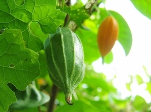 มะนอย(บวบลูกเล็ก)