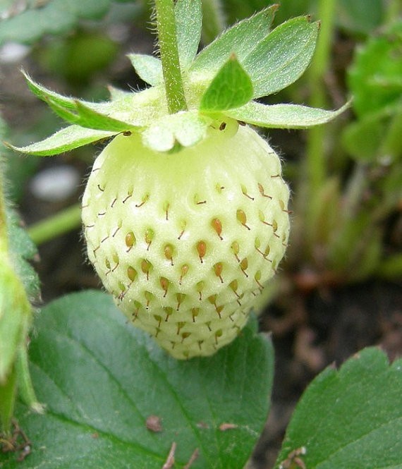 เมล็ดพันธุ์ สตรอเบอรี่สีขาว (Pineberry)