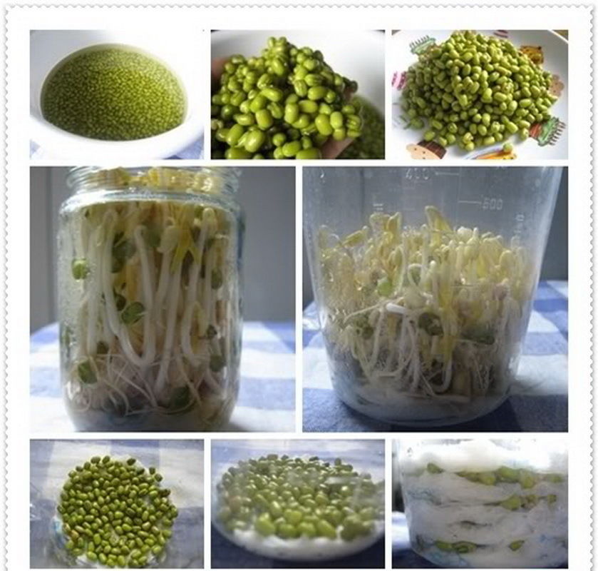 เมล็ดพันธุ์ เมล็ดถั่วเขียว 1 กิโลกรัม