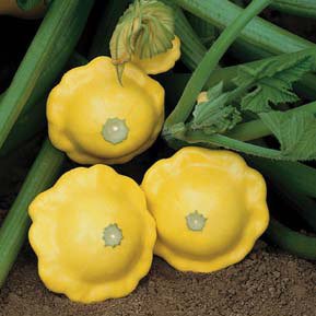 เมล็ดพันธุ์ ฟักทองสครอช จานบินเหลือง GOLDEN BUSH SCALLOP SQUASH