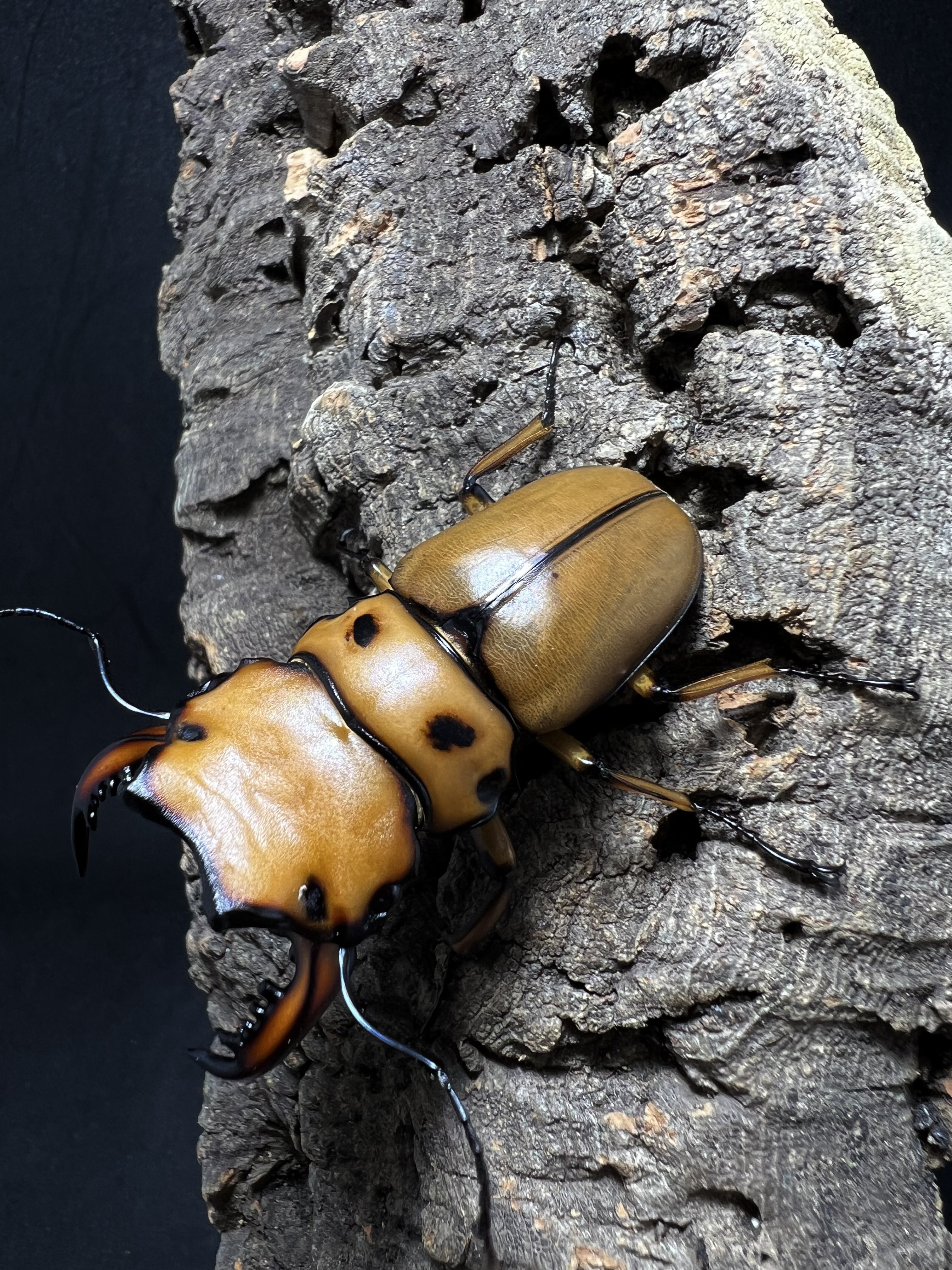 Homoderus mellyi 53mm.