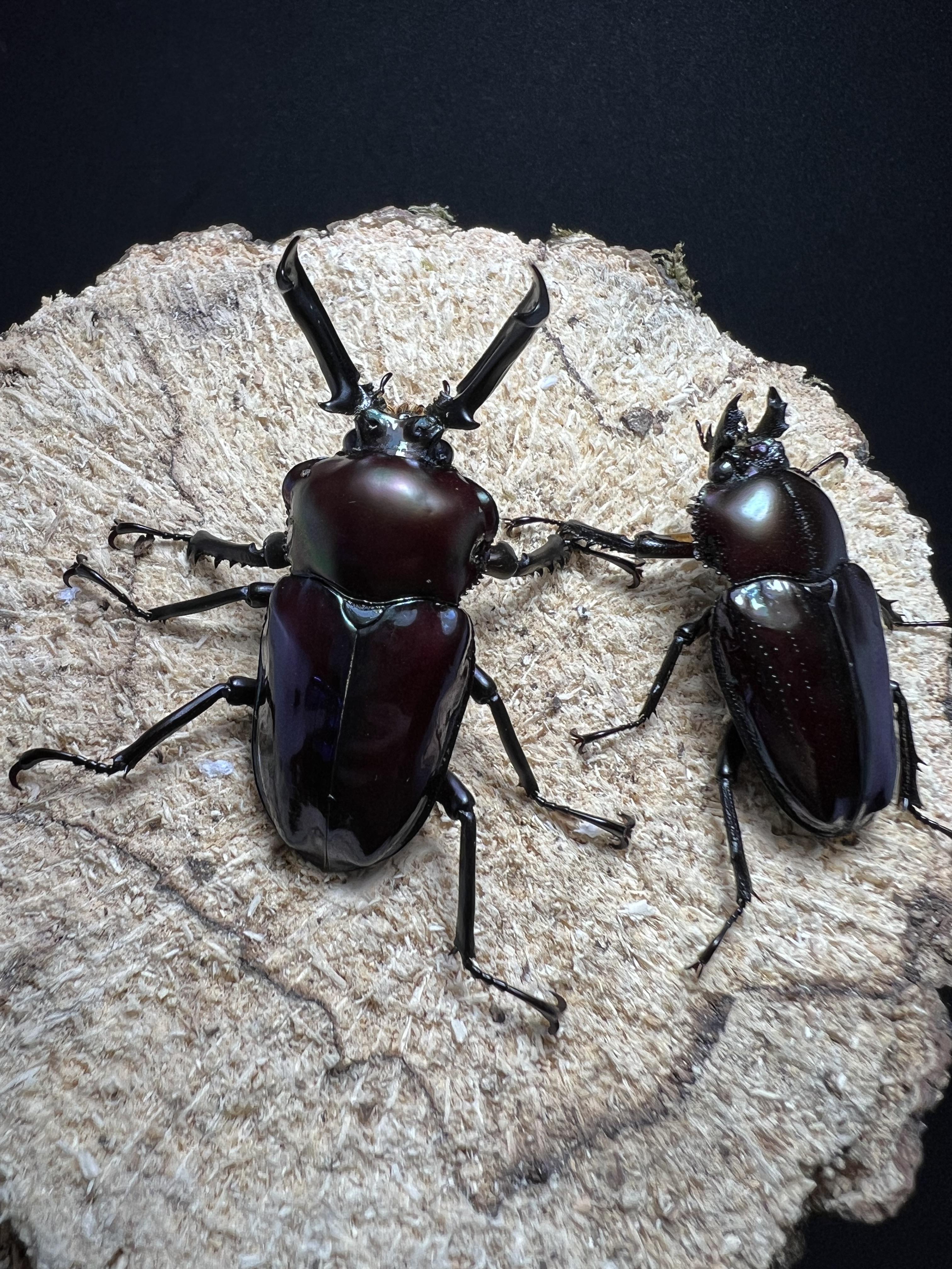 Phalacrognathus muelleri 46mm.