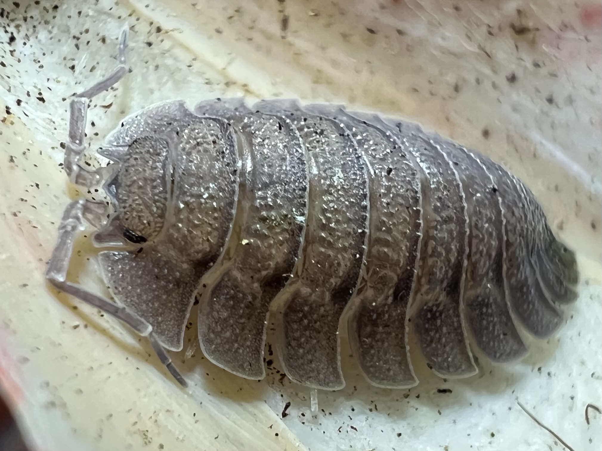 Porcellio spatulatus 5 each
