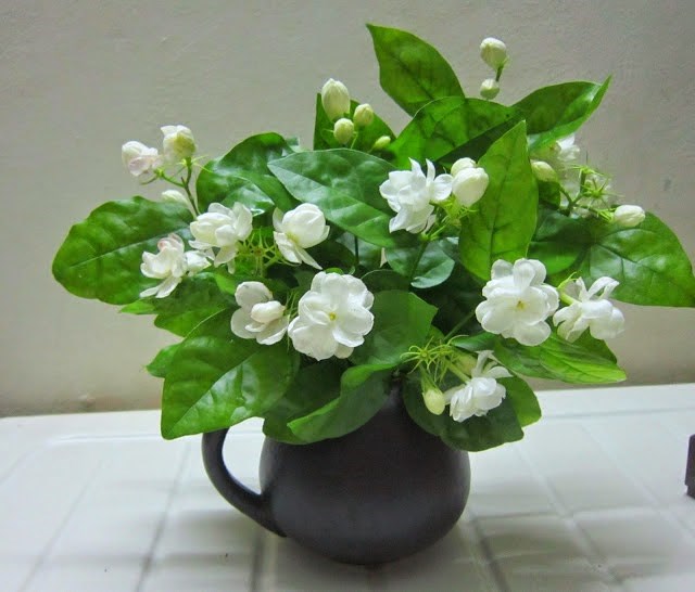 เมล็ดพันธุ์ ดอกมะลิ