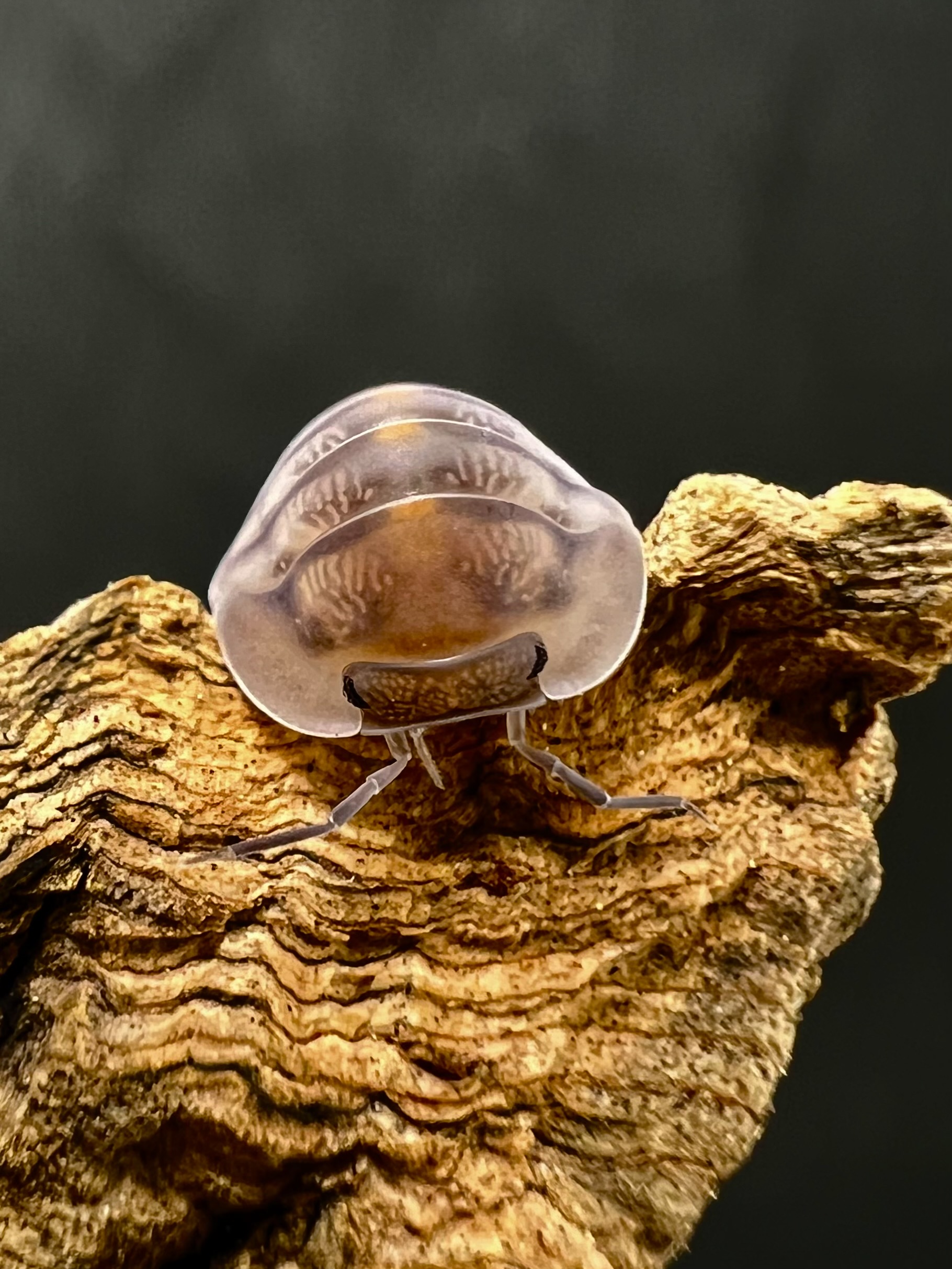 Cubaris sp. andestie 5 each