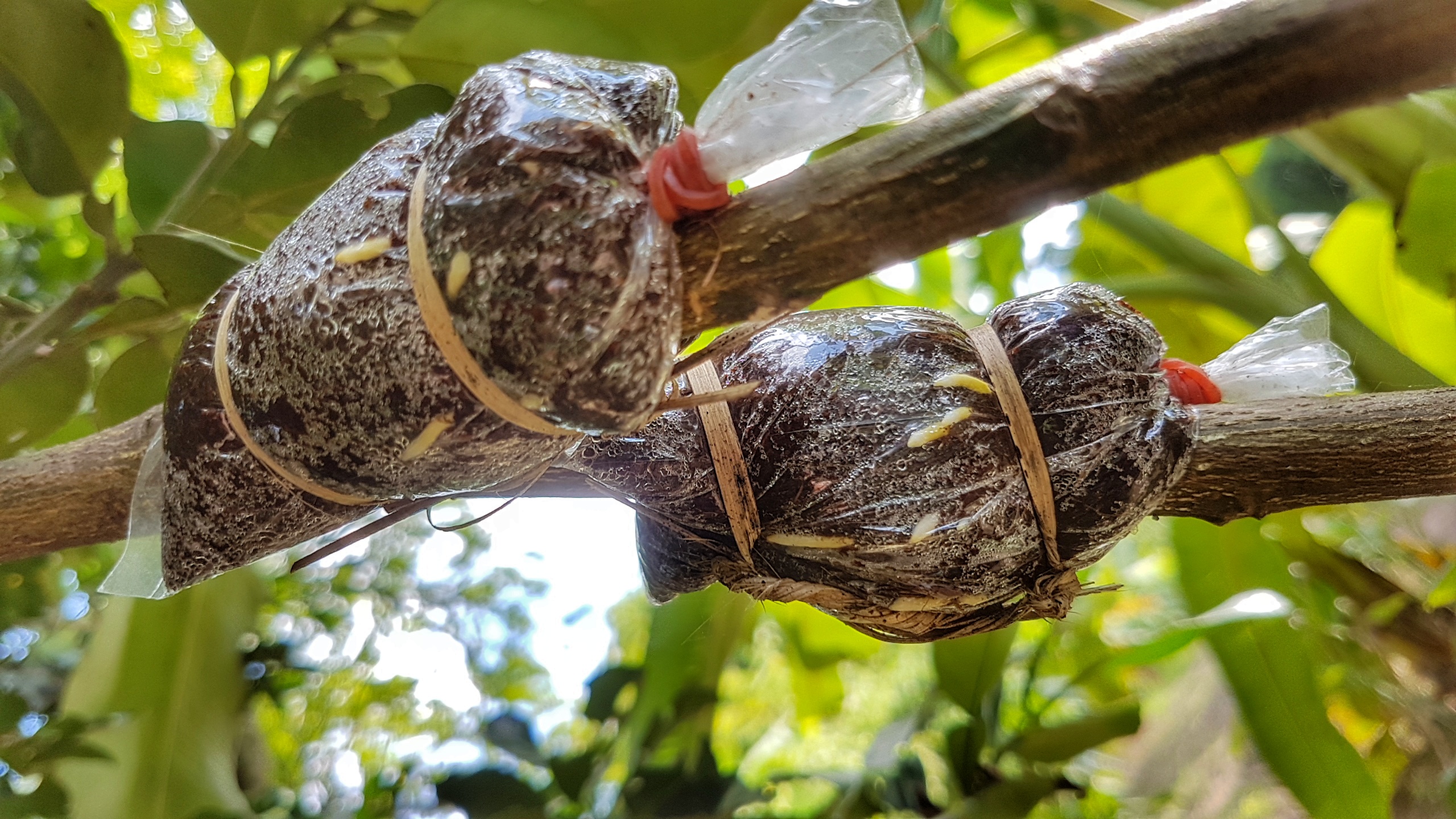 กิ่งพันธุ์ส้มโอขาวแตงกวา ชุด 5 กิ่ง