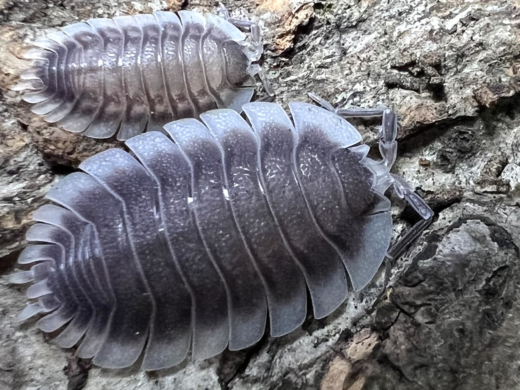 Porcellio werneri set 5 each