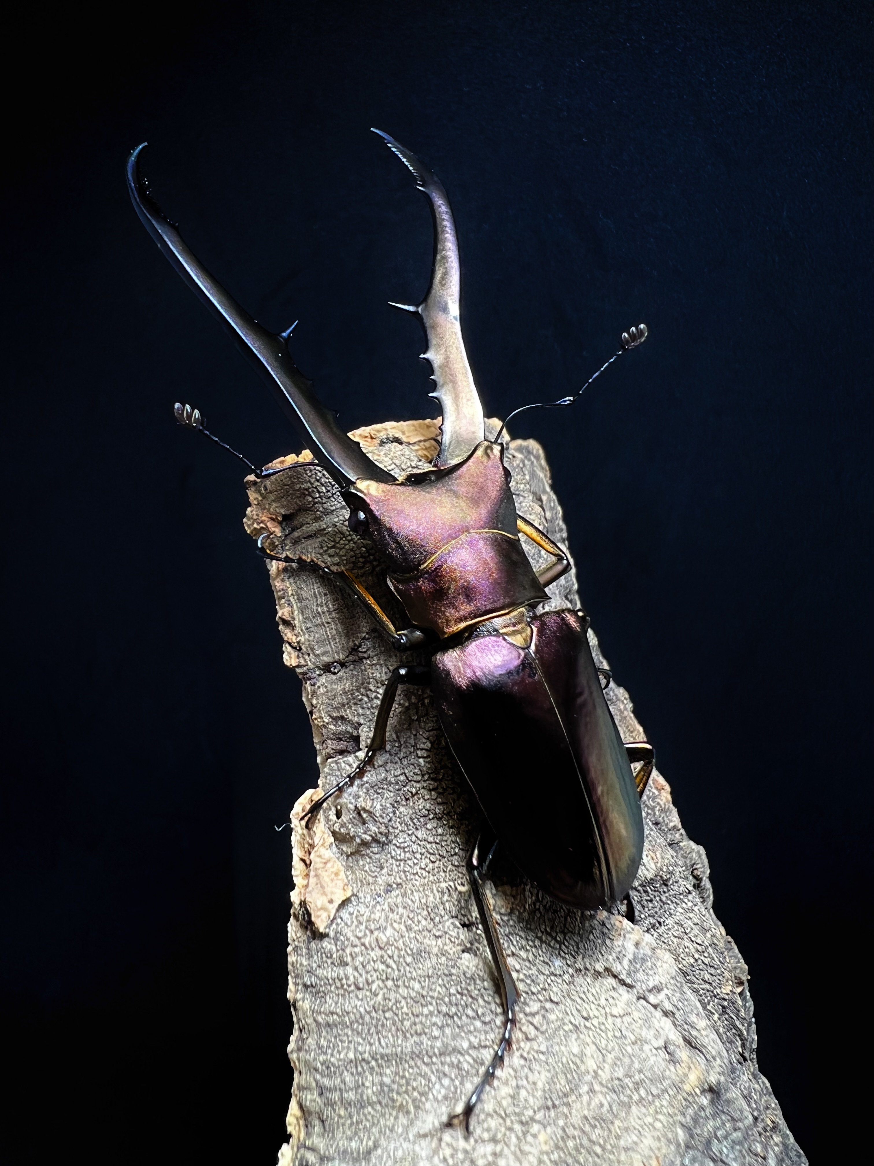 Cyclommatus metallifer 75mm.