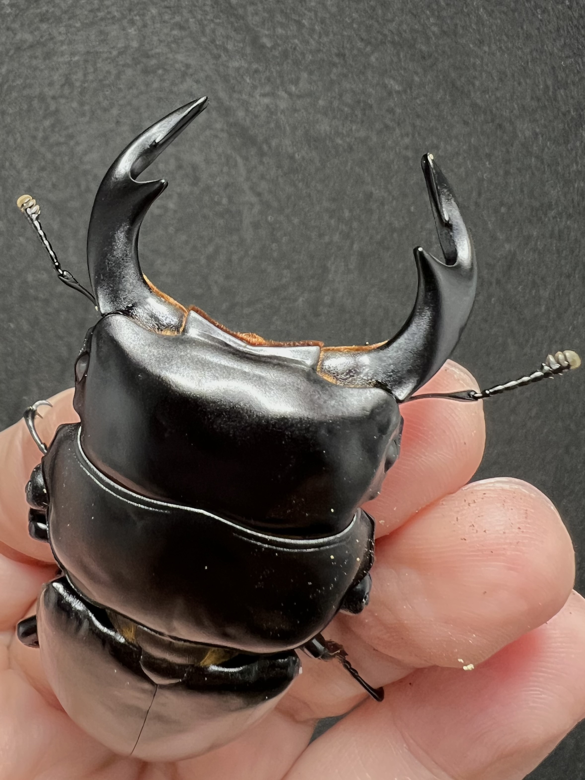 Dorcus antaeus antaeus 74mm.