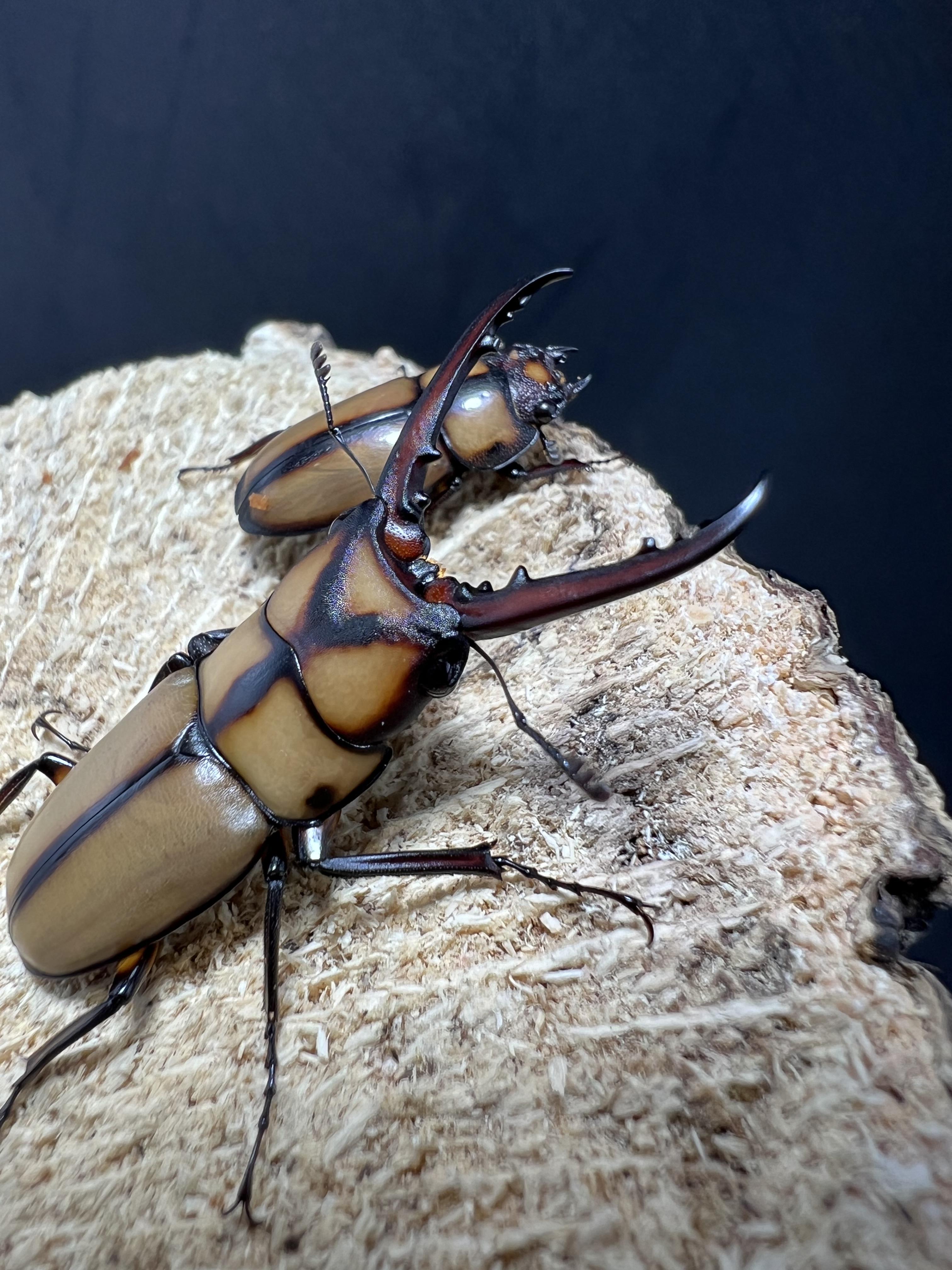 Prosopocoilus suturalis 35 mm. 1pair