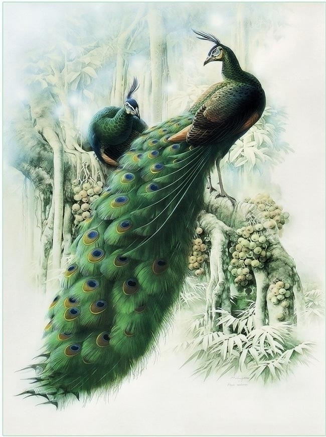 peacock-2049 *สินค้าหมด* ชุดภาพติดคริสตัลกลม ลายคู่นกยูงมงคล ( งานติดเต็มภาพ ) ขนาด 40*55 ซม. ผ้าแคนวาสลงผังลายเต็ม คริสตัลกลม 30 สี อุปกรณ์ครบชุด