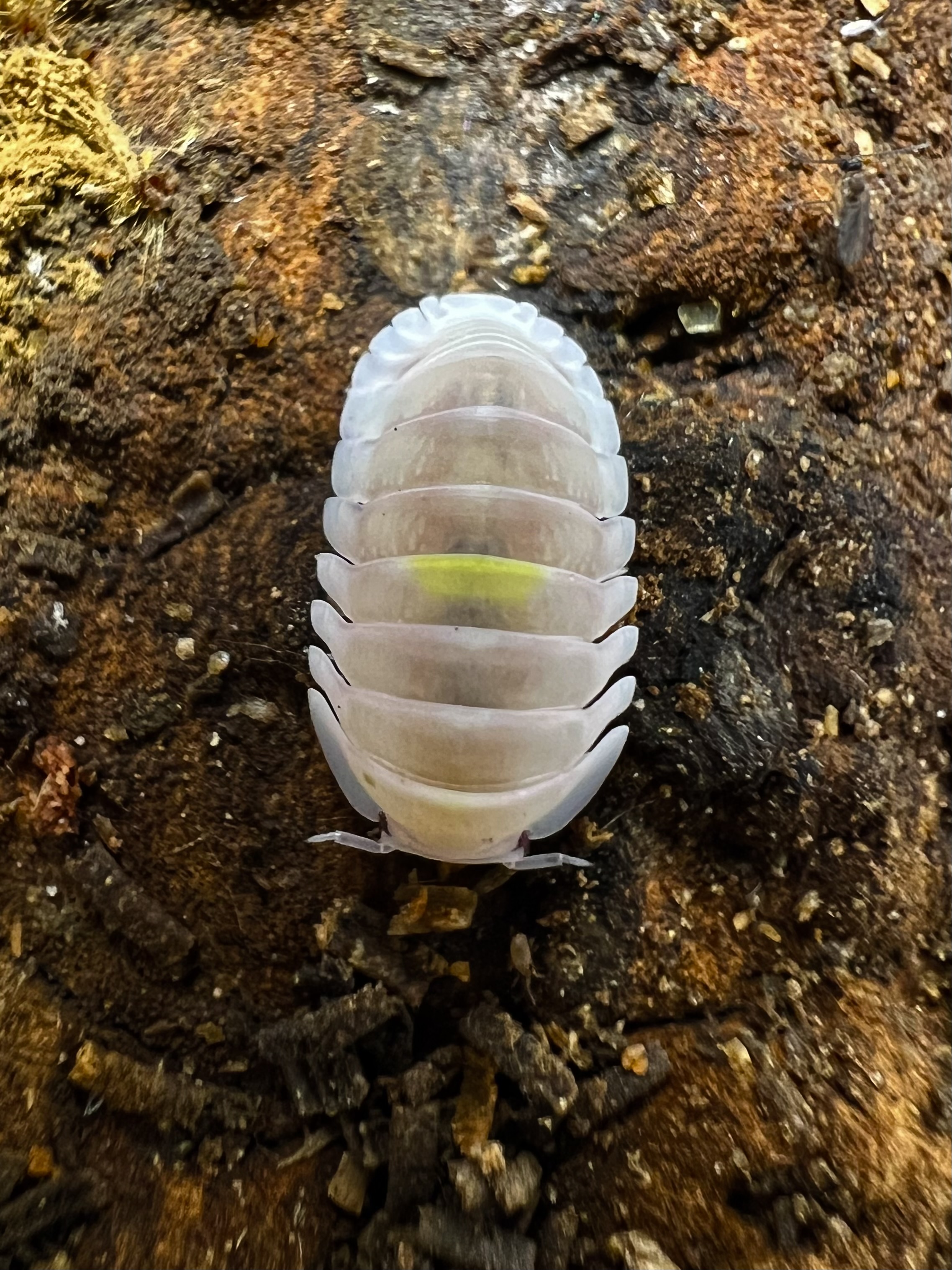 Cubaris sp. amber firefly ’Albino’ 5 each