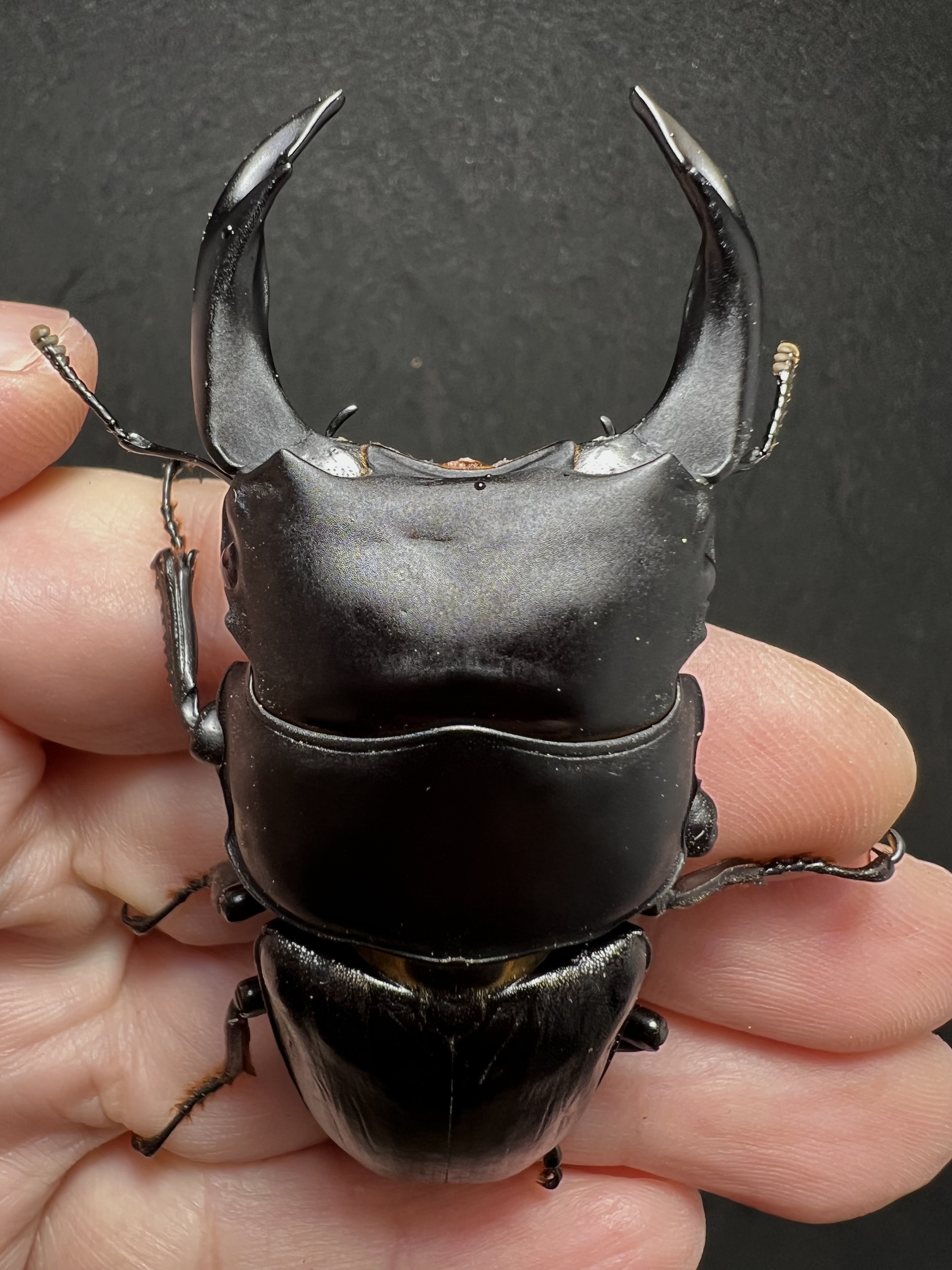 Dorcus hopei binodulosus 76mm.