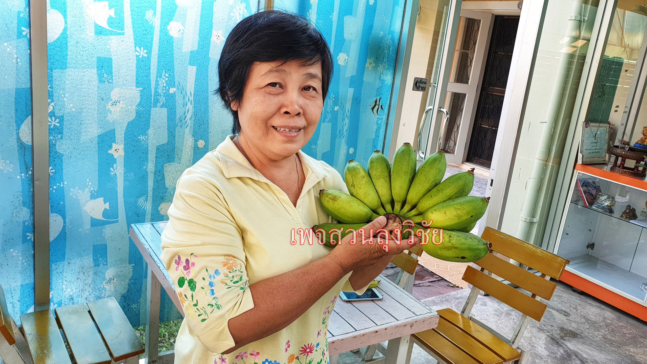 หน่อกล้วยน้ำหว้าทะลิอ่องยักษ์โบราณ 4 หน่อ ส่งฟรีทั่วไทย