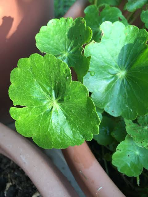 เมล็ดใบบัวบก สายพันธุ์ผักหนอก ใบใหญ่ กินสดหรือปั่นอร่อย 2,000 เมล็ด