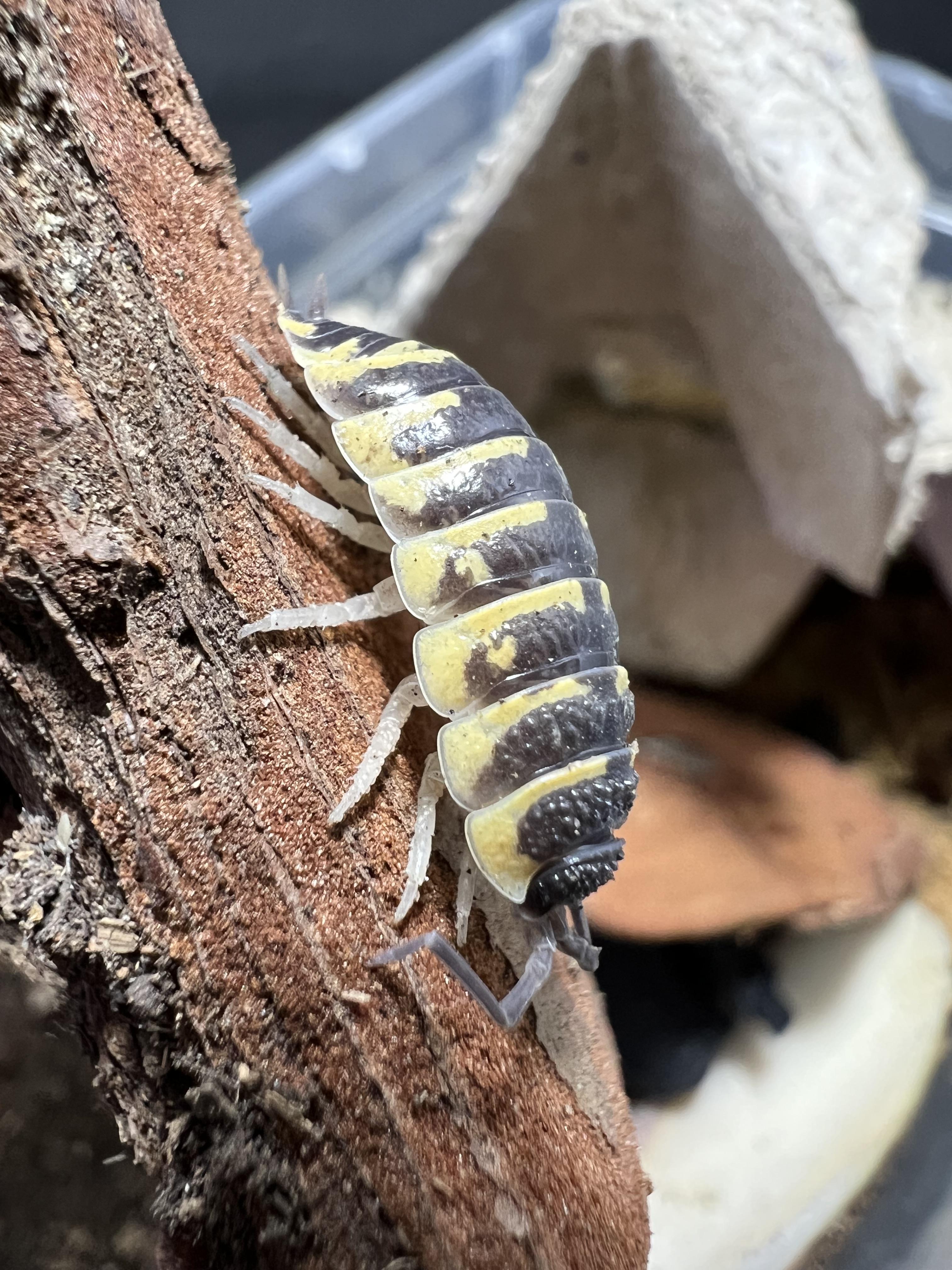 Porcellio Ornatus “Yellow” 5 each